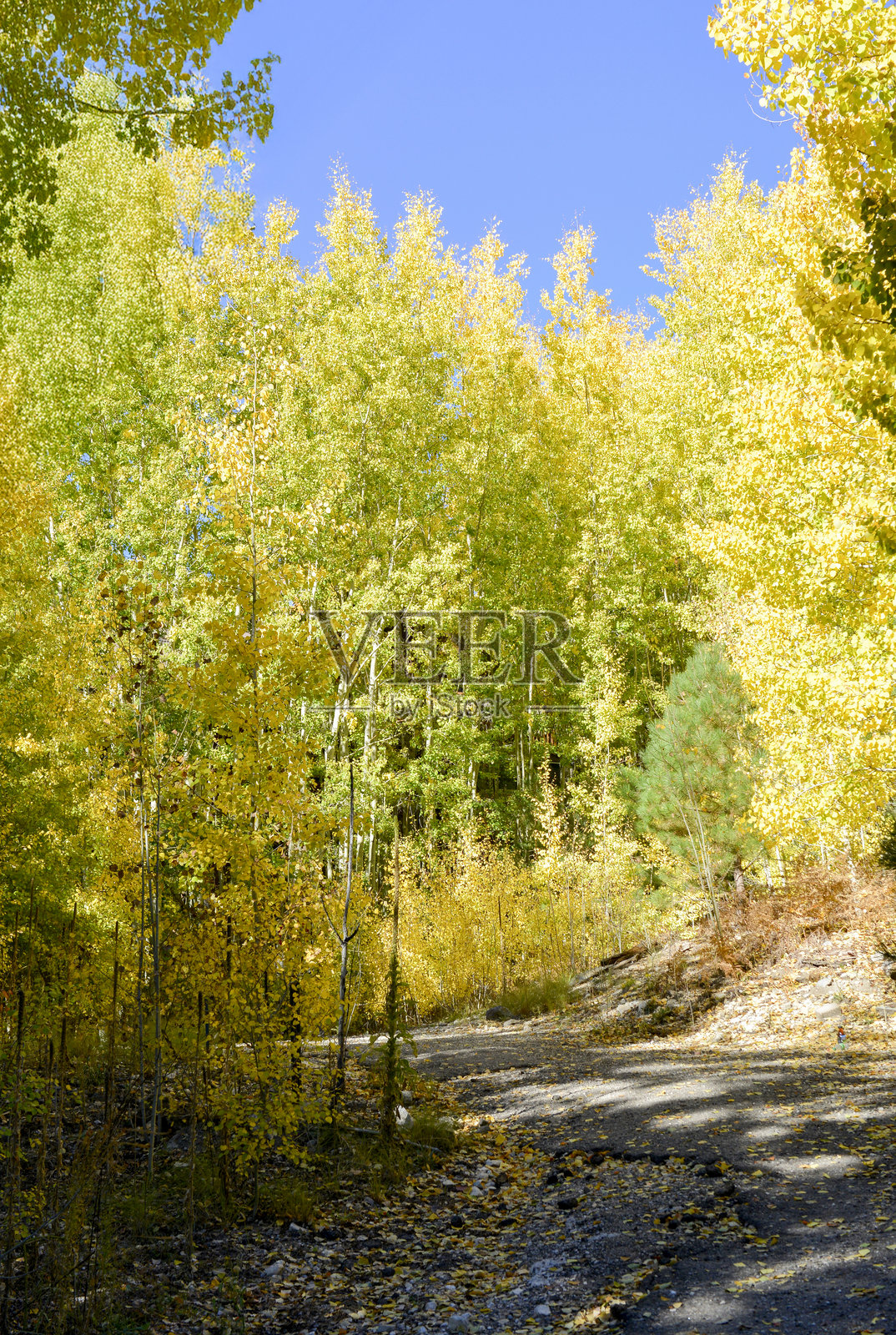 美国亚利桑那州萨默黑文，2025年10月27日：亚利桑那州莱蒙山上萨默黑文路旁的白杨树照片摄影图片