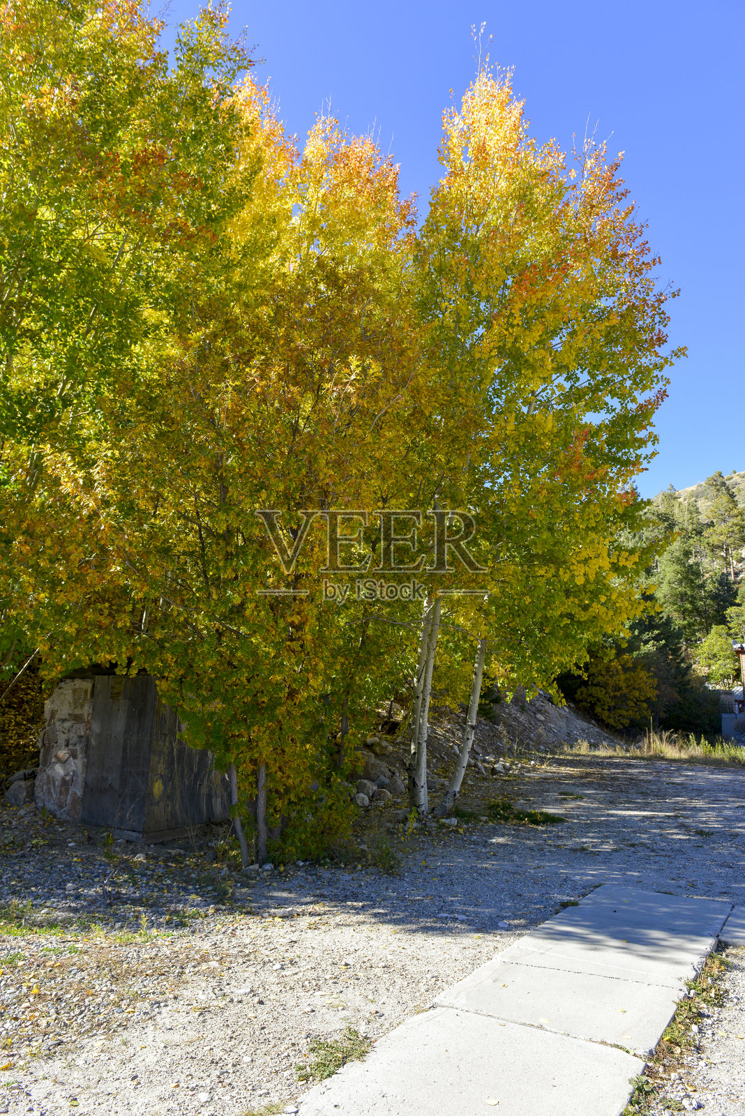 美国亚利桑那州萨默黑文,2025年10月27日:位于亚利桑那州莱蒙山顶的小镇萨默黑文的白杨树照片摄影图片
