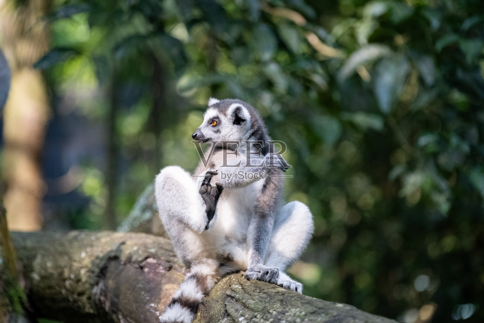 一只环尾狐猴坐在树干上，一只手梳理毛发，同时好奇地环顾四周。狐猴独特的橙色眼睛和条纹尾巴清晰可见，背景是郁郁葱葱的绿色植物。照片摄影图片