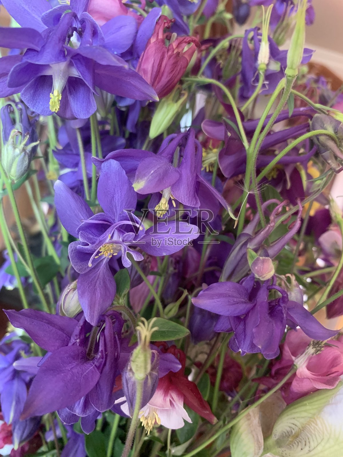 紫色的花照片摄影图片