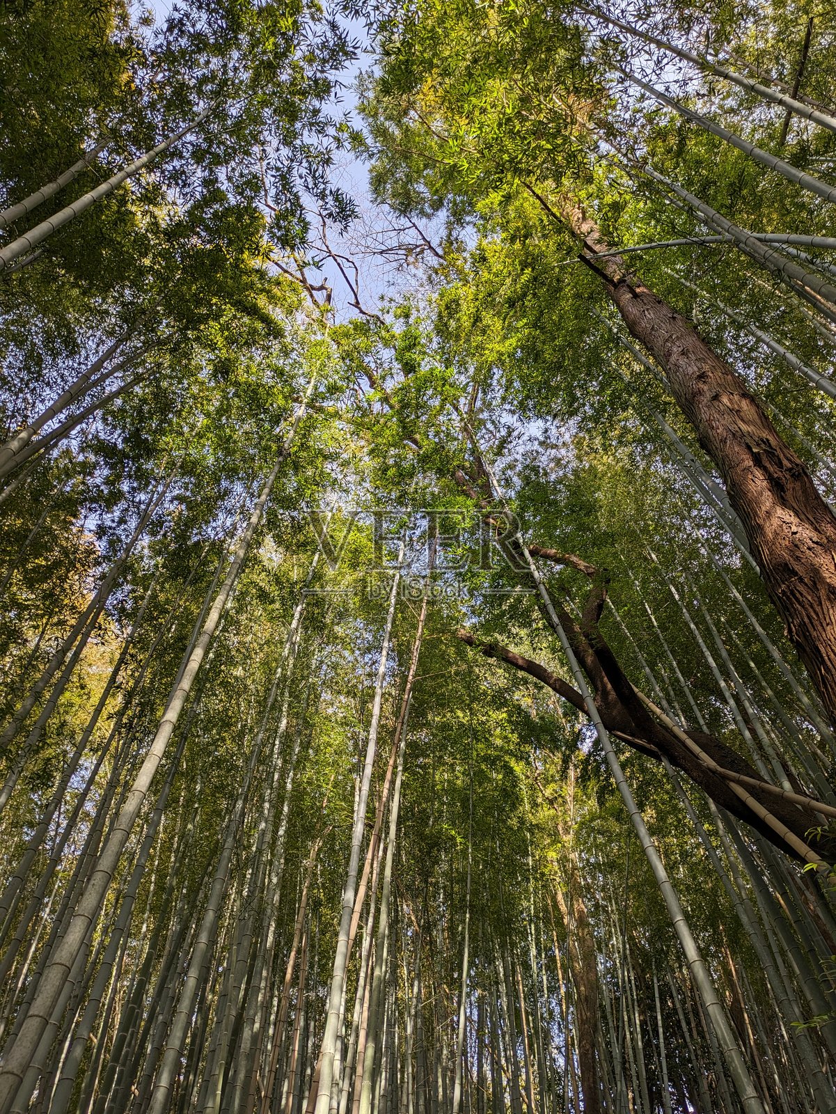 竹林。仰望。照片摄影图片