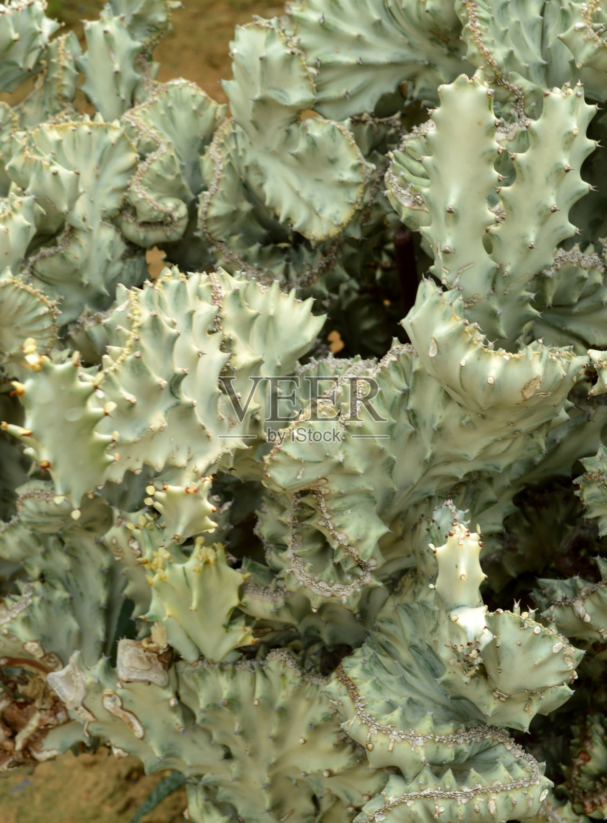 自然花园中的仙人掌植物照片摄影图片