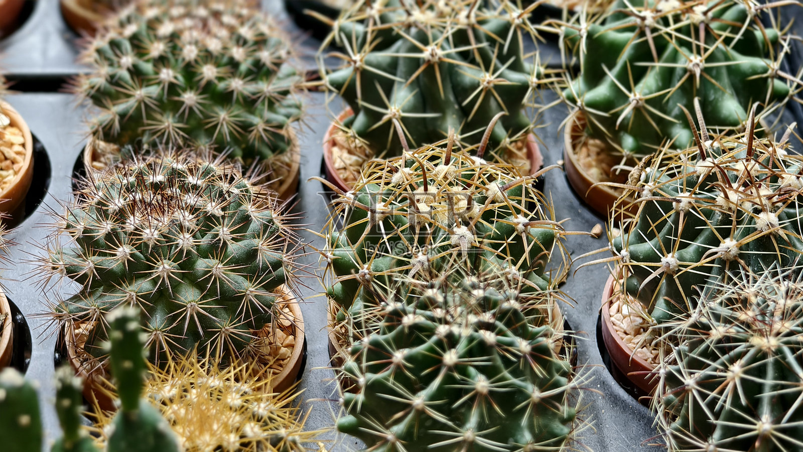 生机勃勃的绿色小型仙人掌，顶部略扁，覆盖着形成星状簇的精致白色刺。照片摄影图片