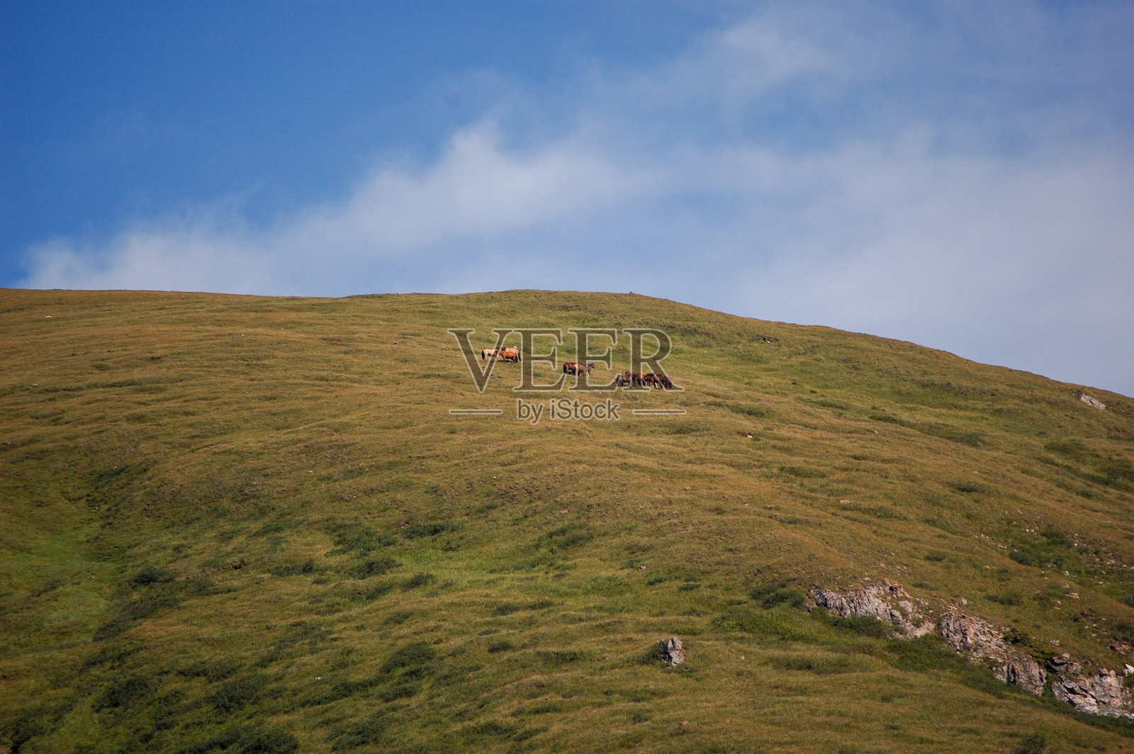 蓝天下，绿色的山坡上，马儿在吃草照片摄影图片