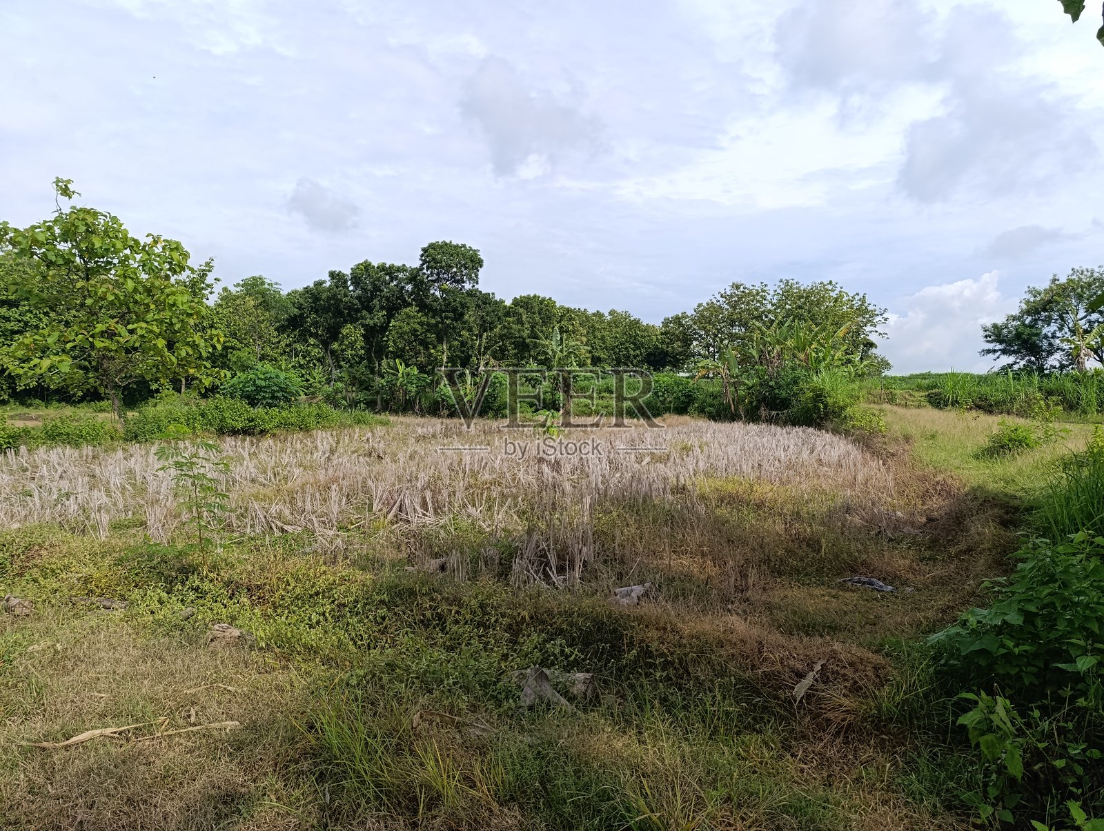 干涸的稻田边缘长满了杂草。乡村景观，有干枯的稻茬和绿树。收割区与野草丛生区之间的对比。照片摄影图片
