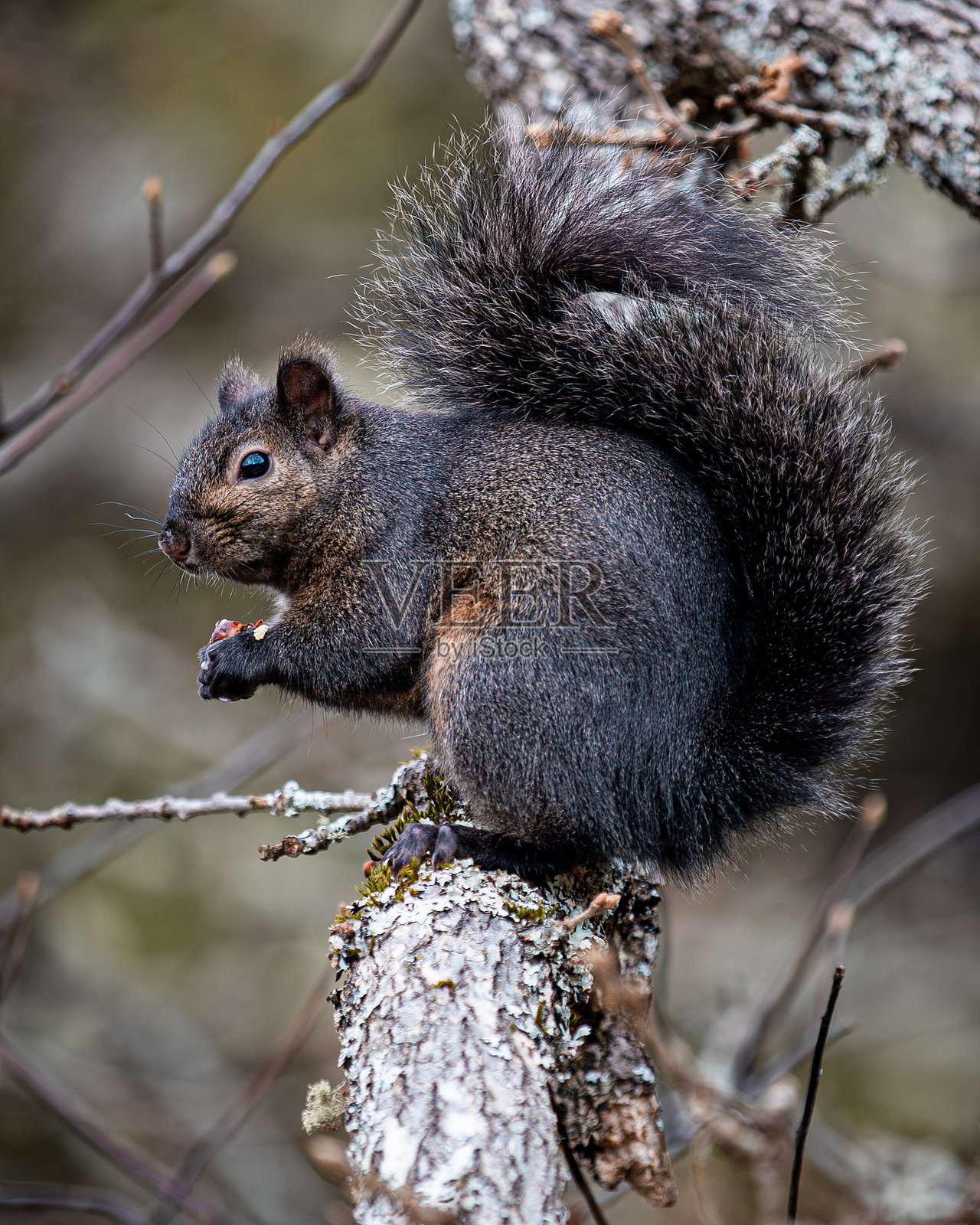黑松鼠坐在树枝上照片摄影图片
