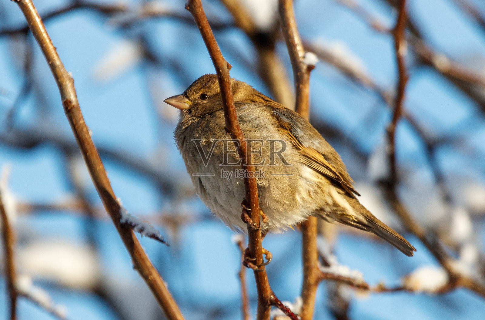 一只小鸟栖息在树枝上照片摄影图片