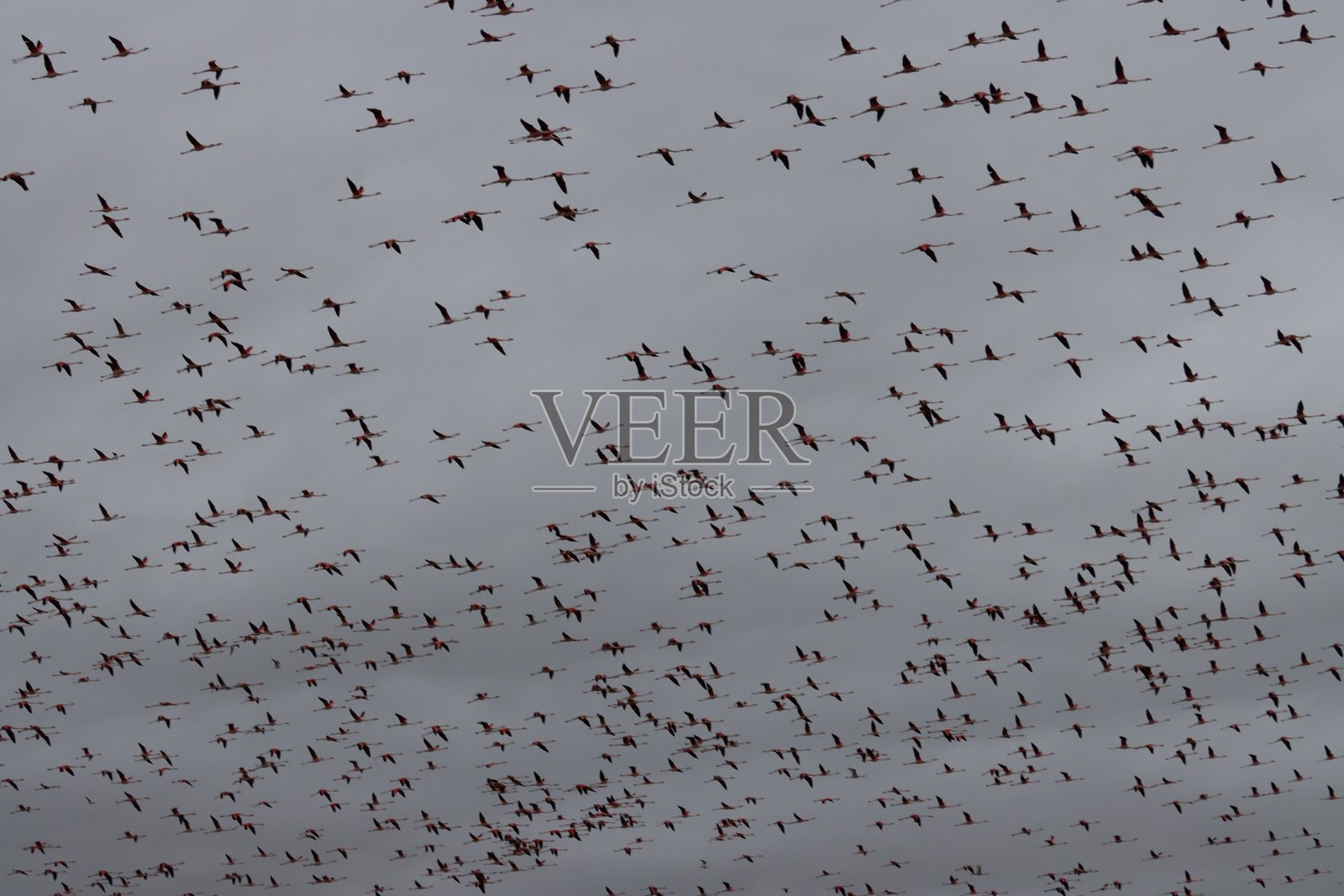 火烈鸟，粉红，鸟类，马歇尔，沼泽，水，鸟，鸟群，火烈鸟照片摄影图片