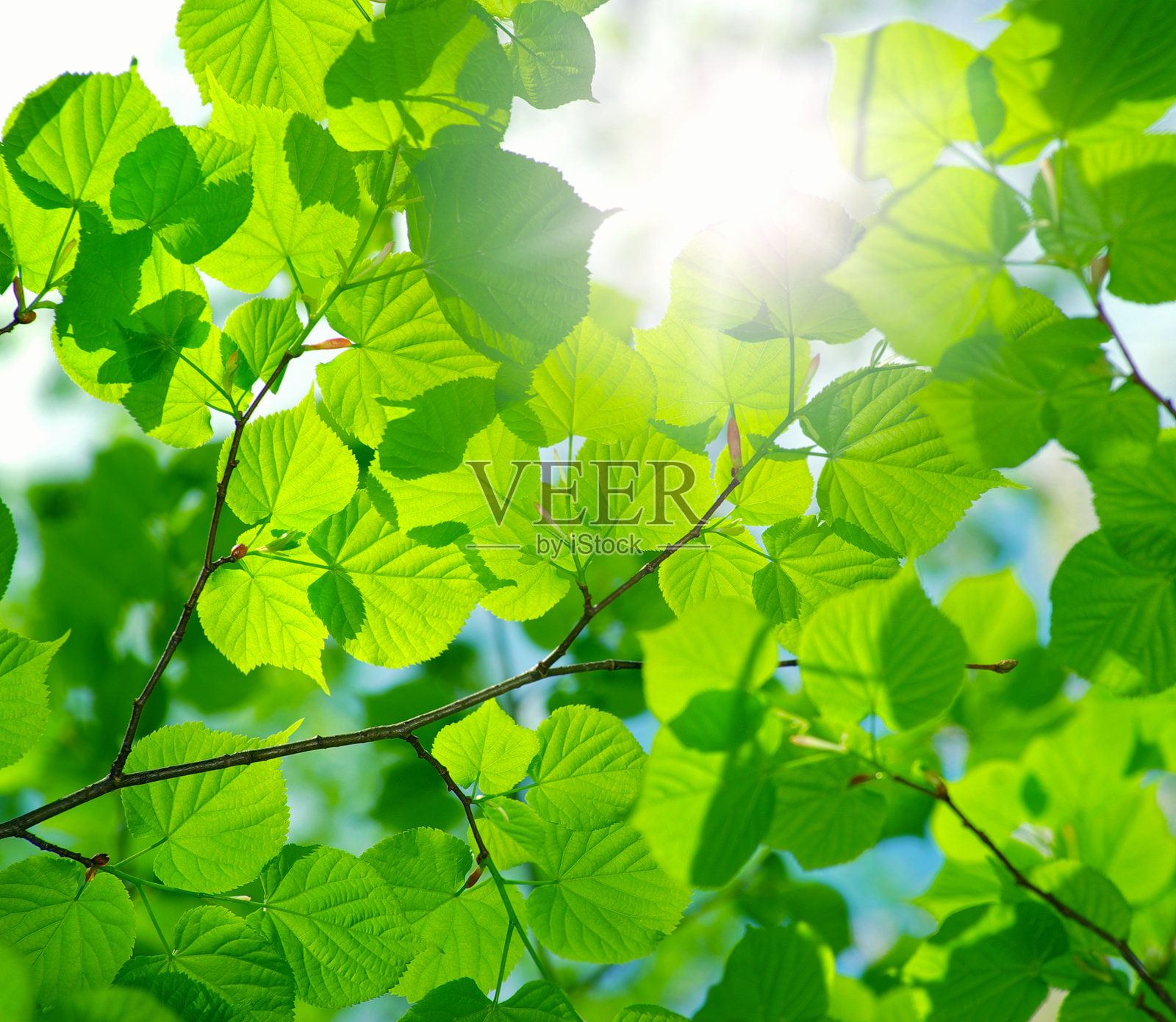 绿色背景照片摄影图片