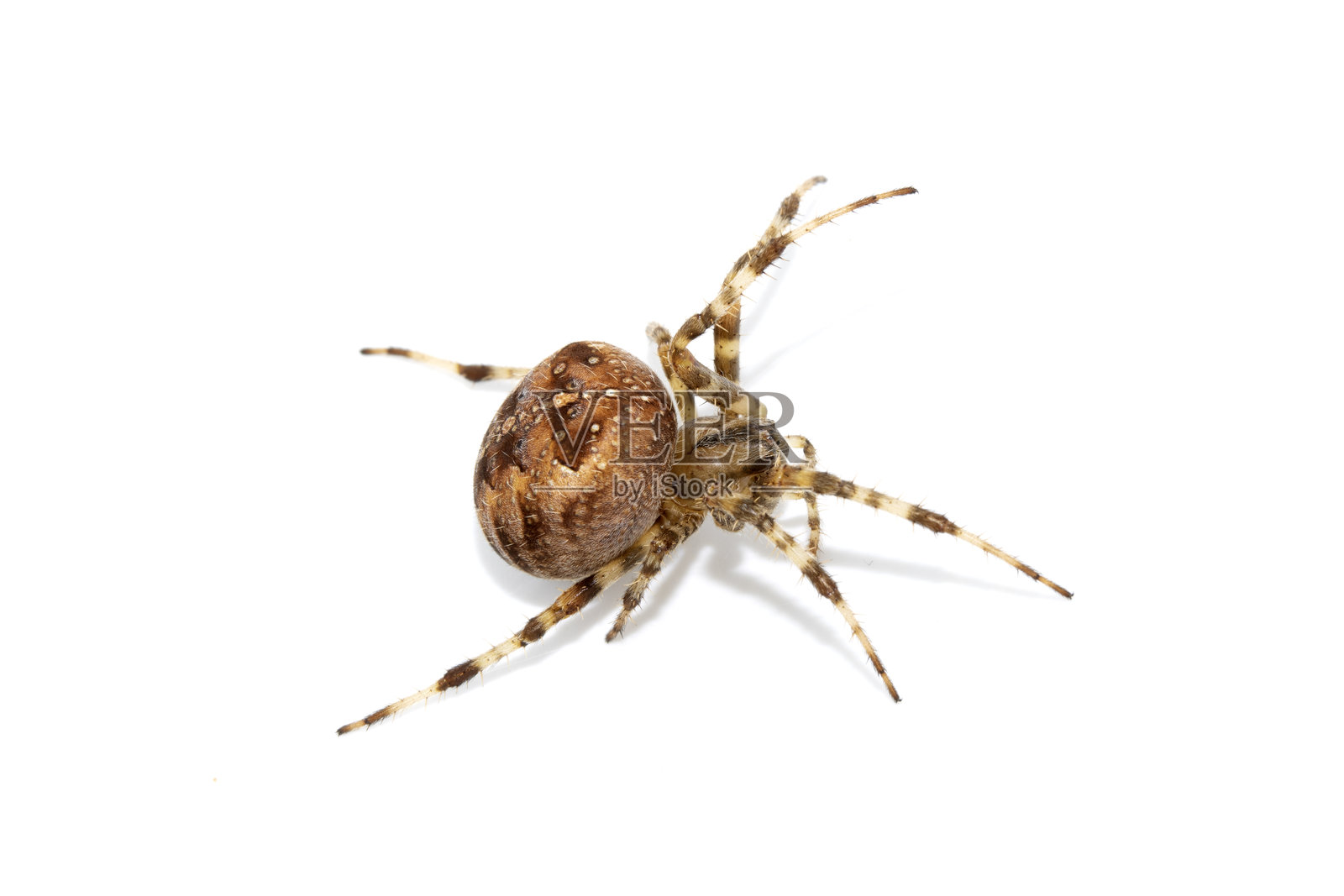 白色背景上的英国大型园蛛照片摄影图片