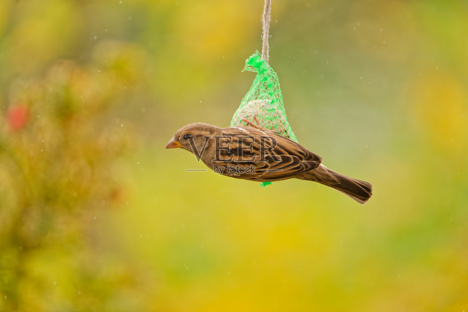 麻雀（Passer domesticus）在细雨中停在喂鸟球上照片摄影图片