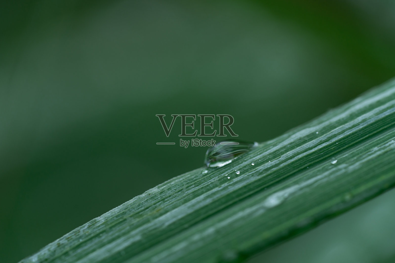 雨后绿叶上的水滴。叶片上的水滴特写。照片摄影图片