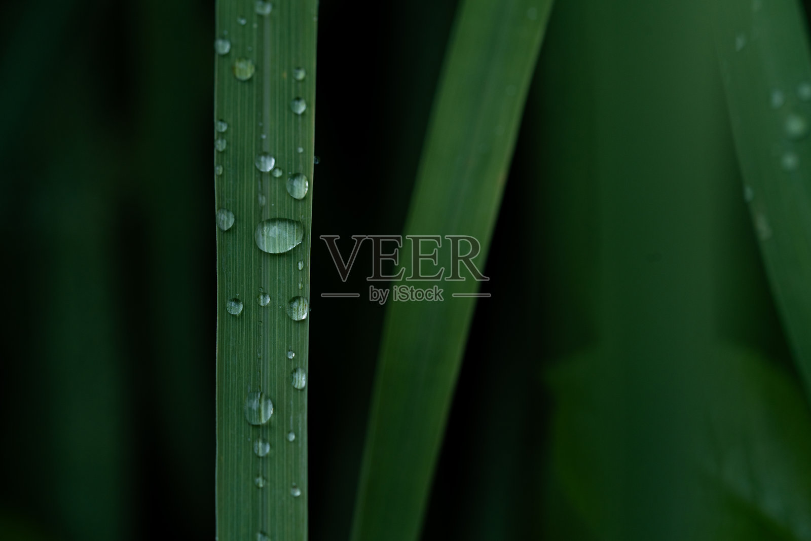 雨后绿叶上的水滴。叶片上水滴的微距拍摄。照片摄影图片