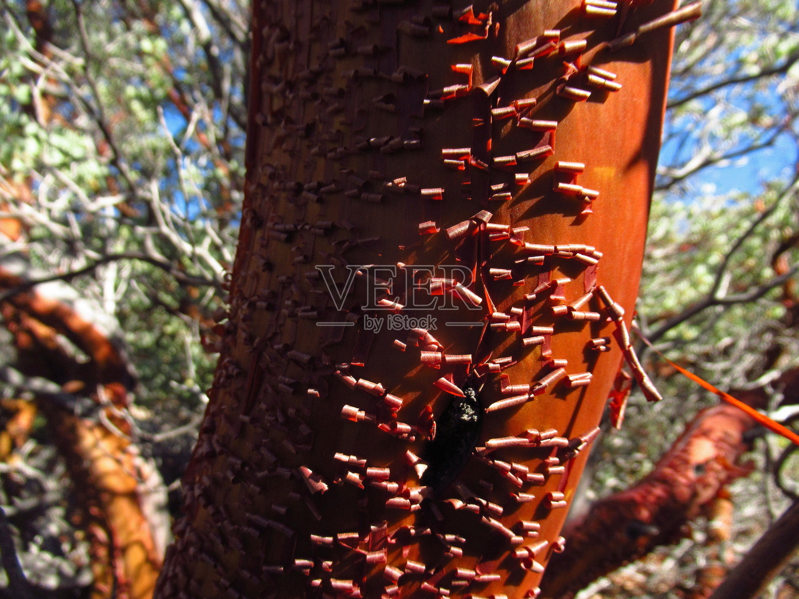 剥离的红曼萨尼塔树皮照片摄影图片