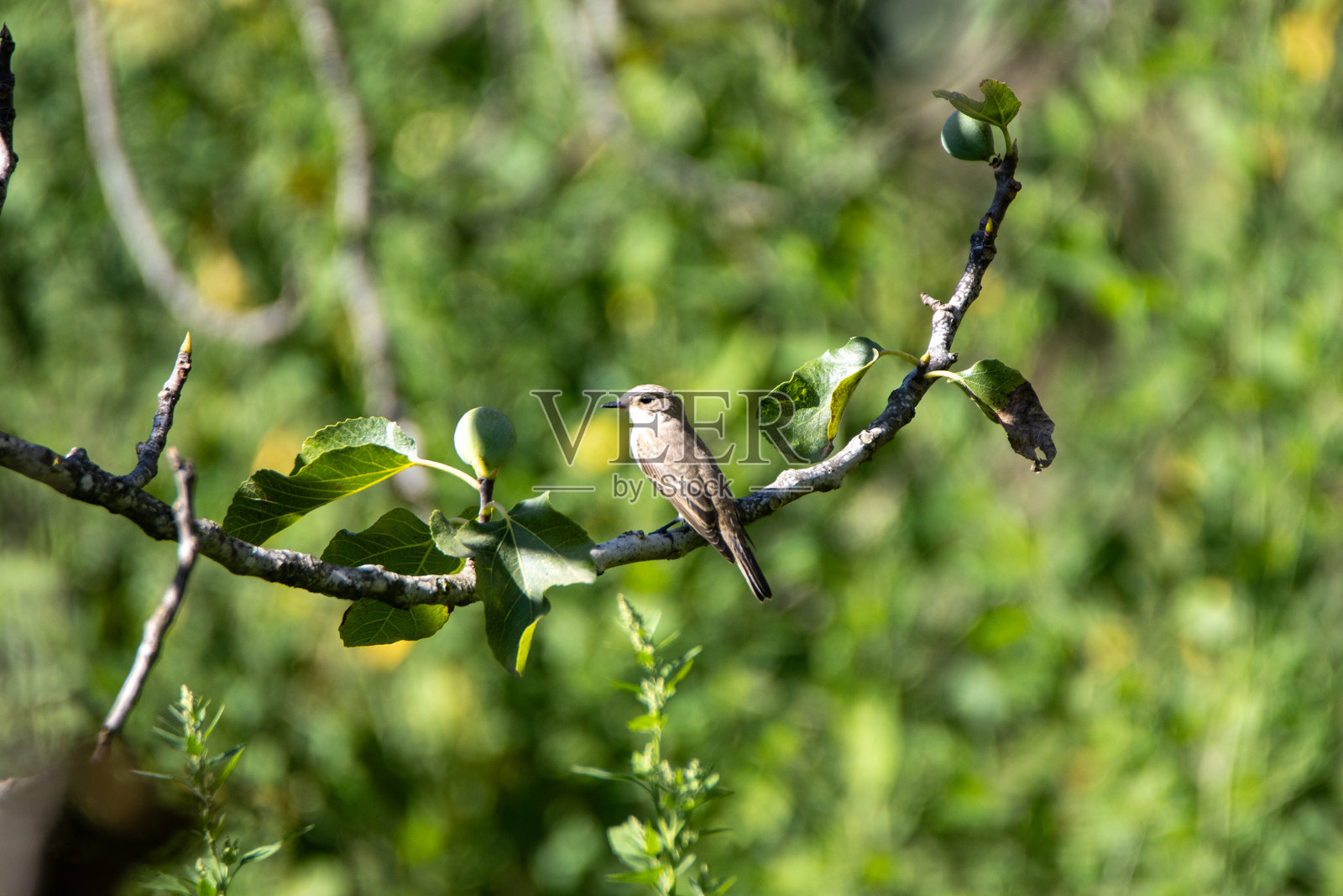 斑鹟（Muscicapa striata）栖息在树枝上，背景为自然环境照片摄影图片