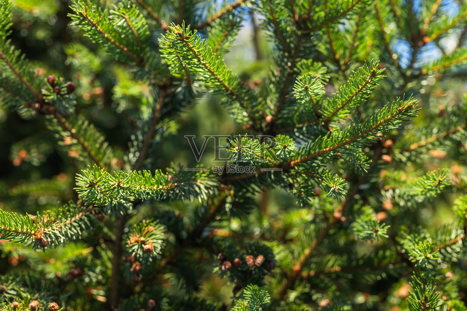 阳光明媚的日子里，生机勃勃的绿色云杉枝条照片摄影图片