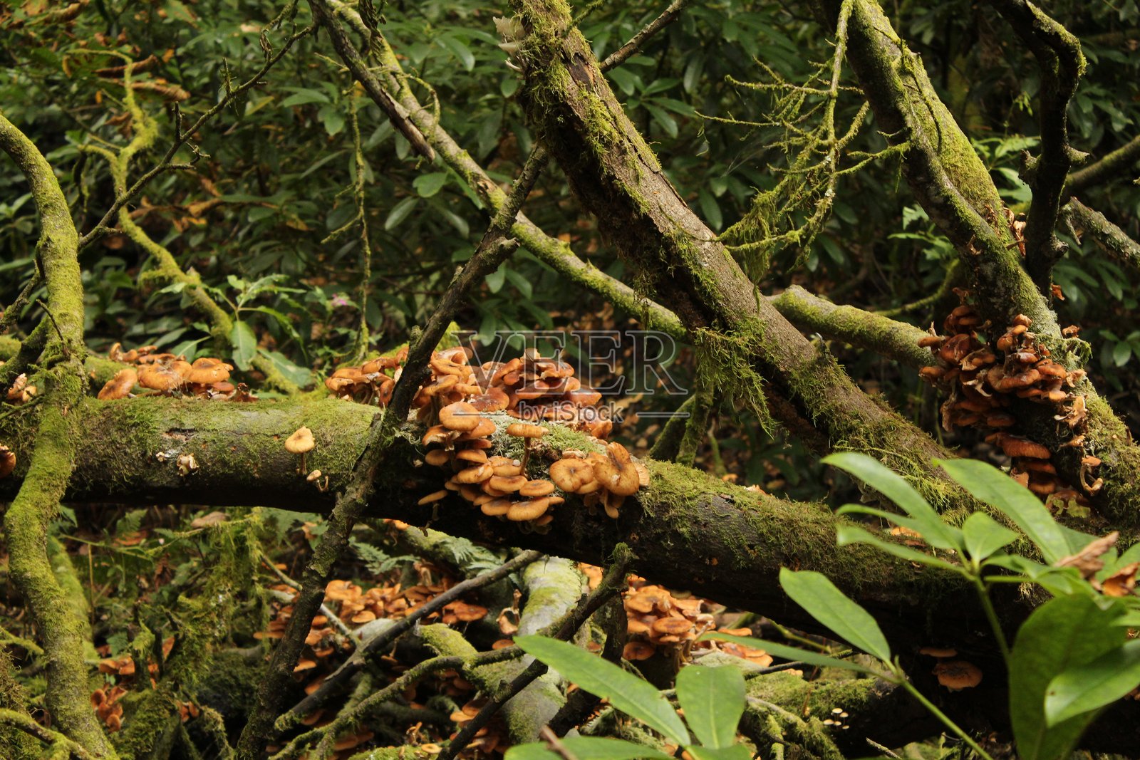 秋季林地 - 树木与色彩照片摄影图片