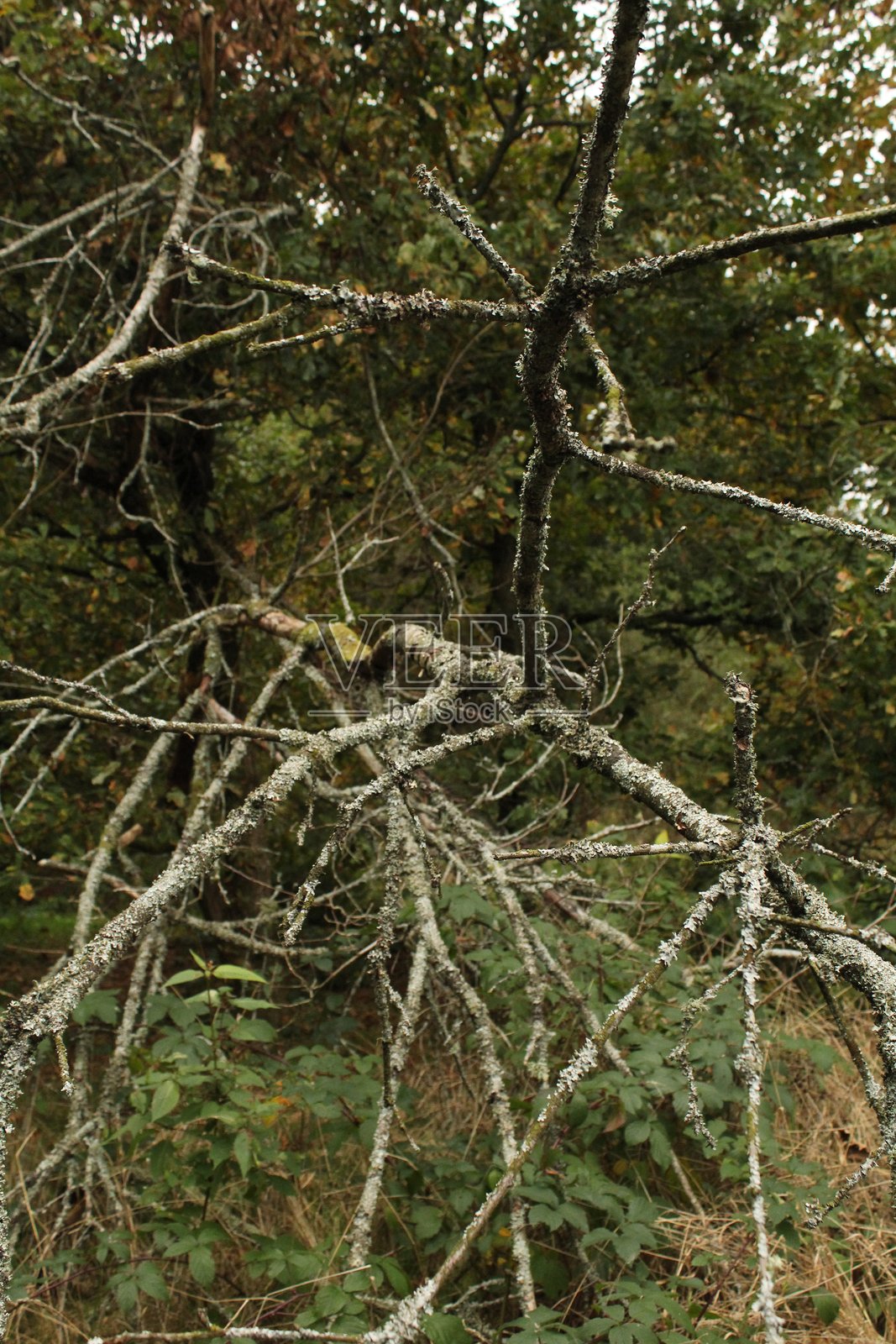 秋季林地 - 树木与色彩照片摄影图片