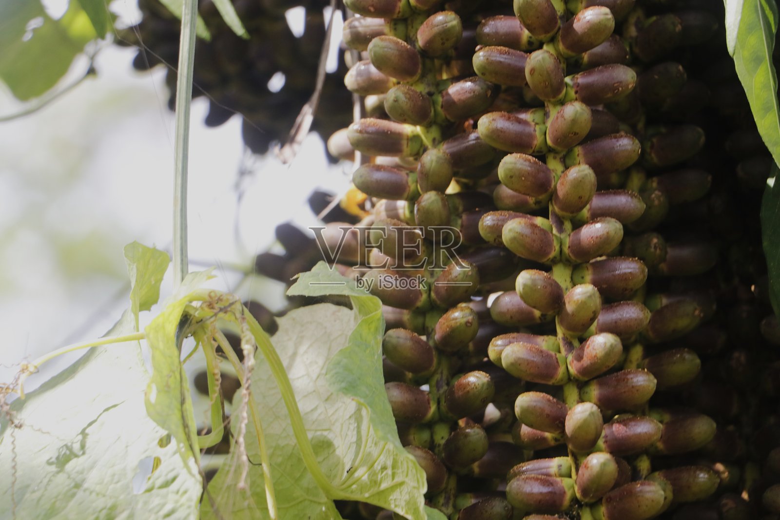 糖棕榈果，Arenga pinnata照片摄影图片