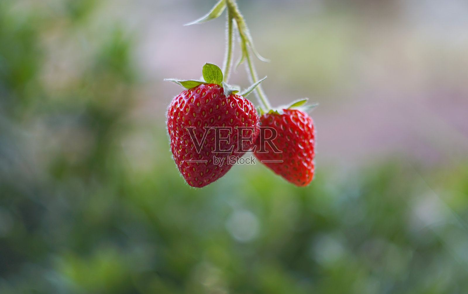 一对草莓悬挂着。照片摄影图片