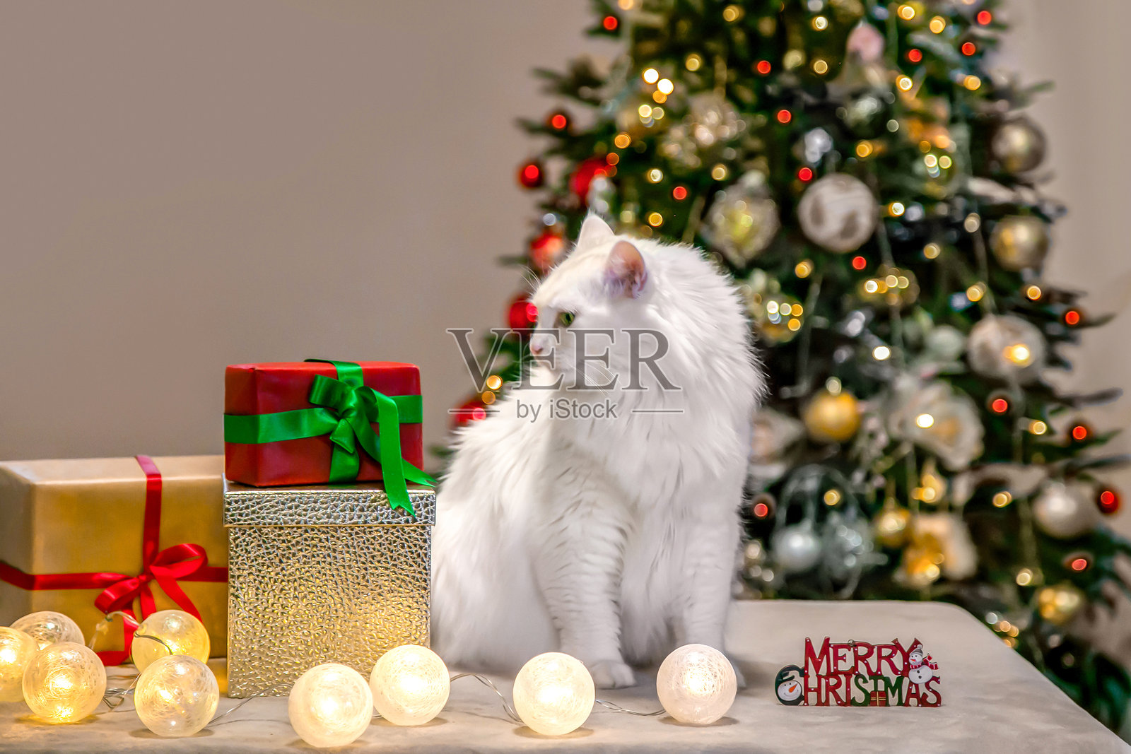 圣诞夜，白色猫咪在圣诞树前，温馨的家。照片摄影图片