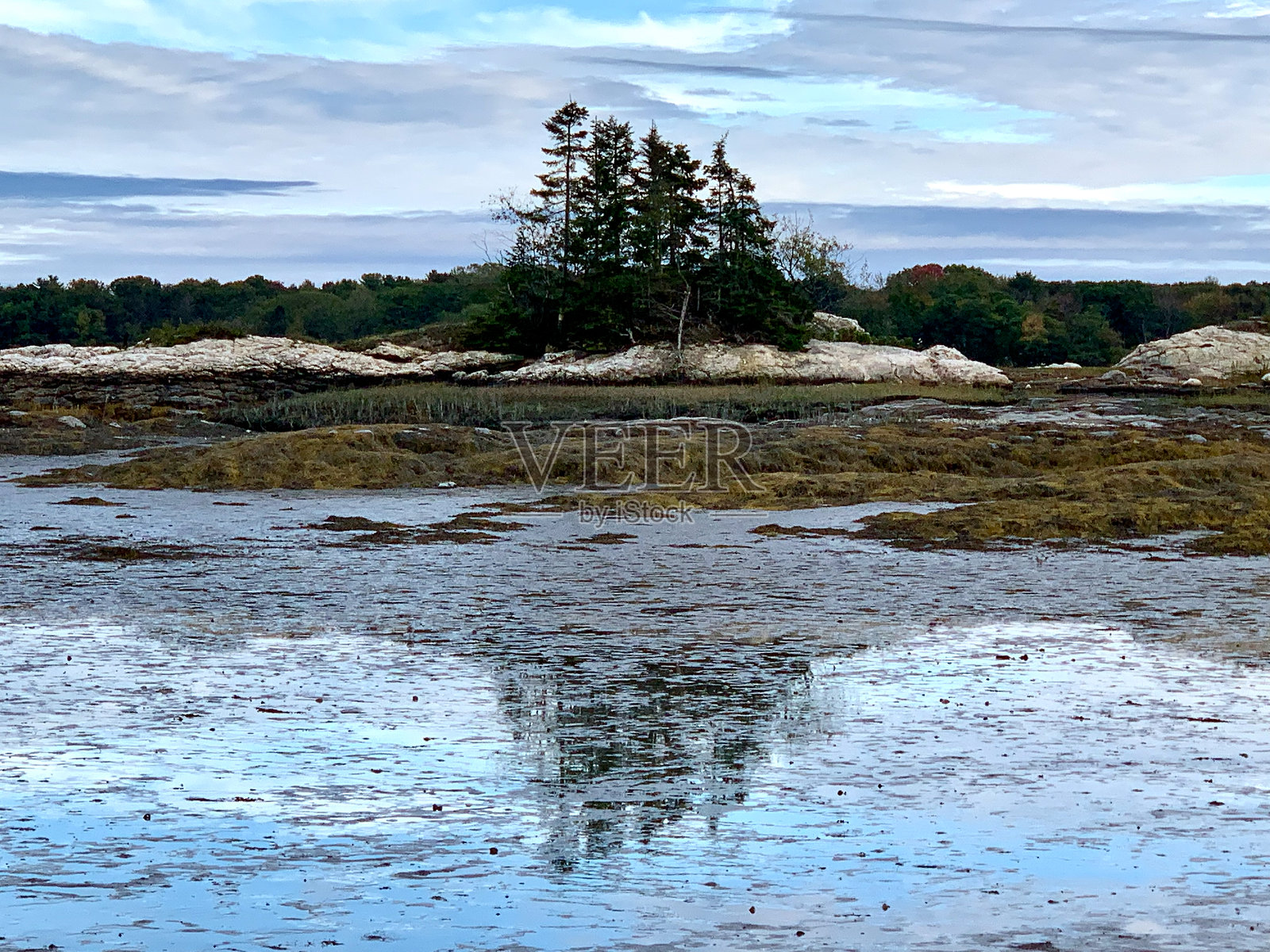 缅因州中部海湾岛上的松树群，在低潮水池中倒映照片摄影图片