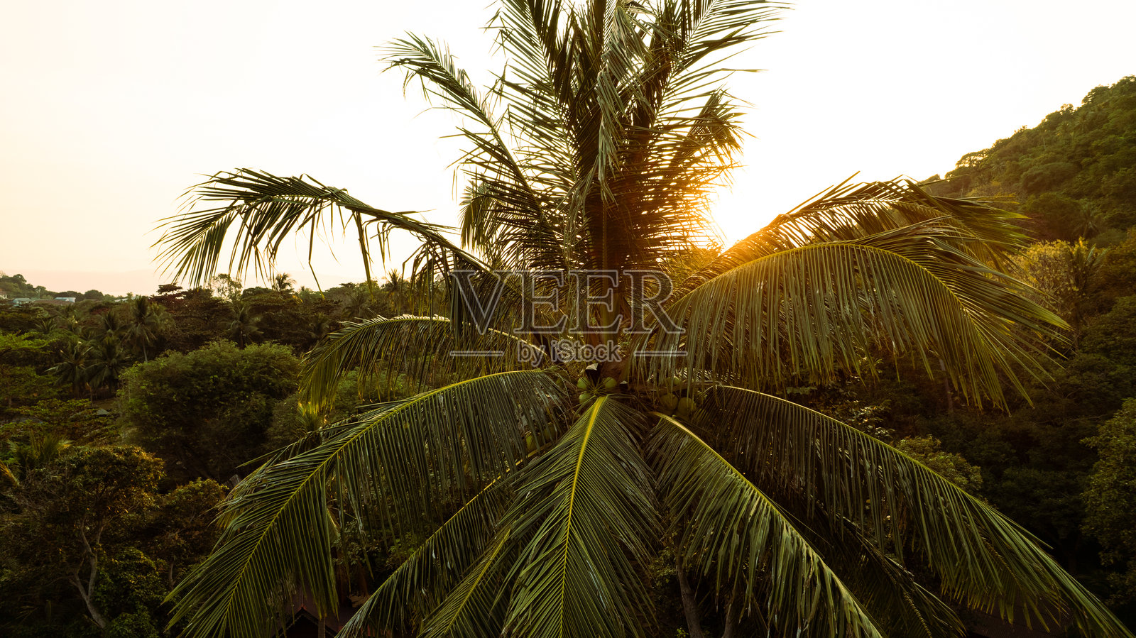 热带丛林景观中，夕阳下的棕榈树照片摄影图片