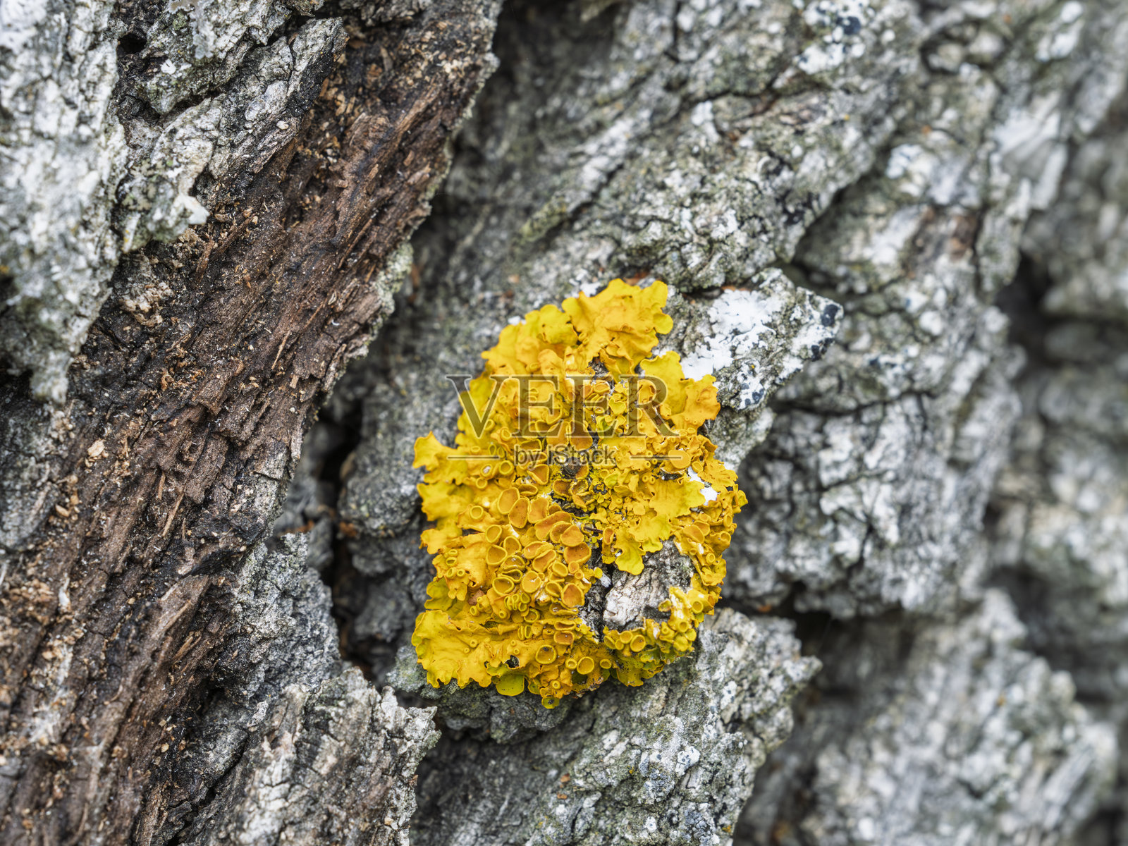 老树树干上的黄色地衣照片摄影图片