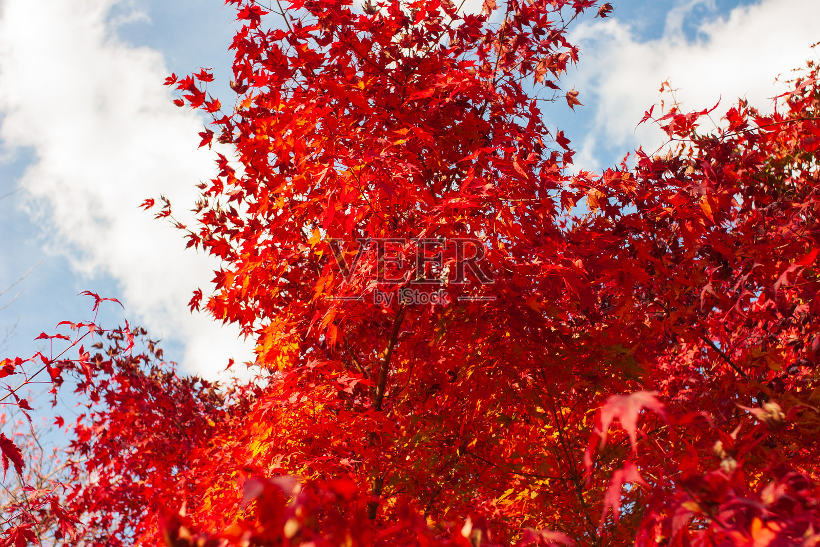 秋天的落叶照片摄影图片