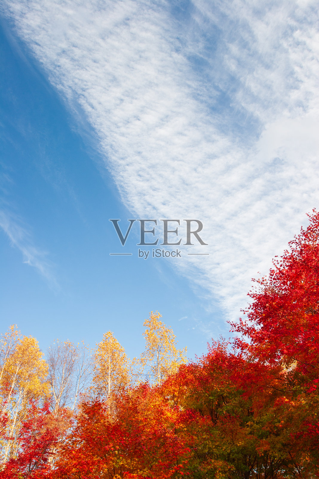 秋叶照片摄影图片