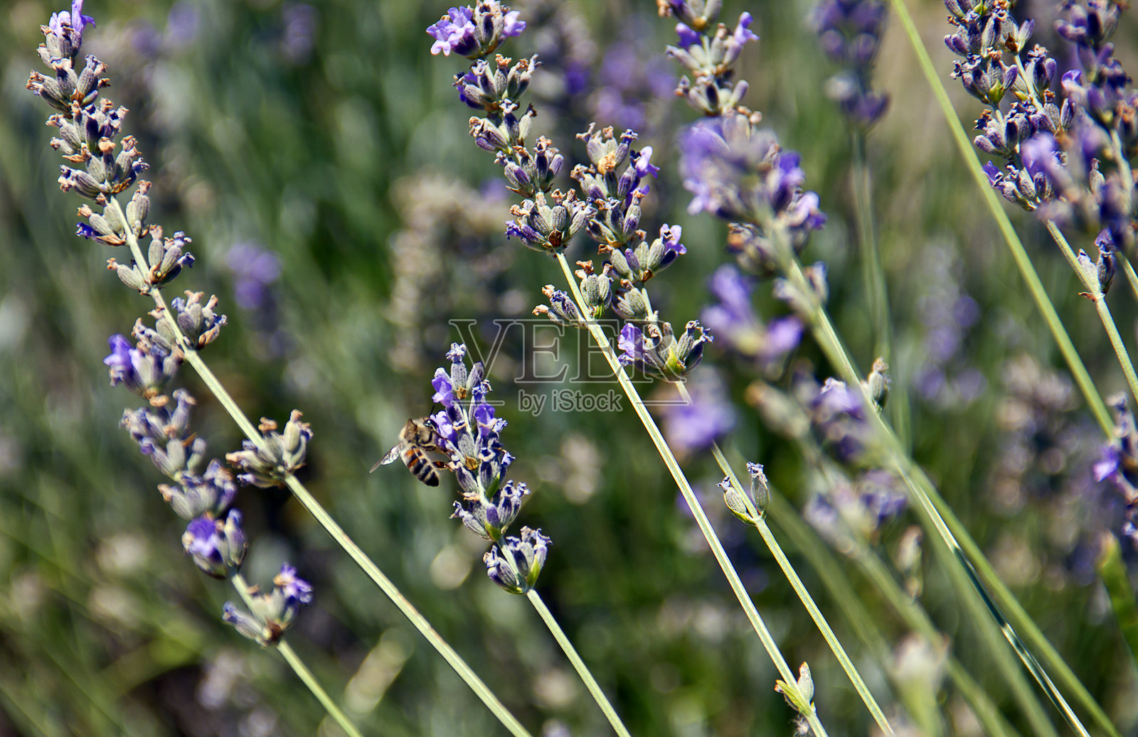 薰衣草田照片摄影图片