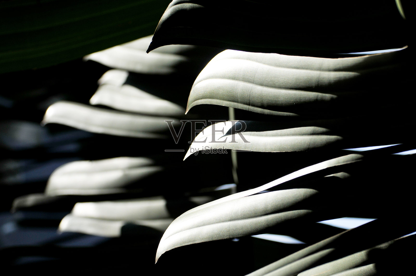 香蕉树的叶子和花照片摄影图片