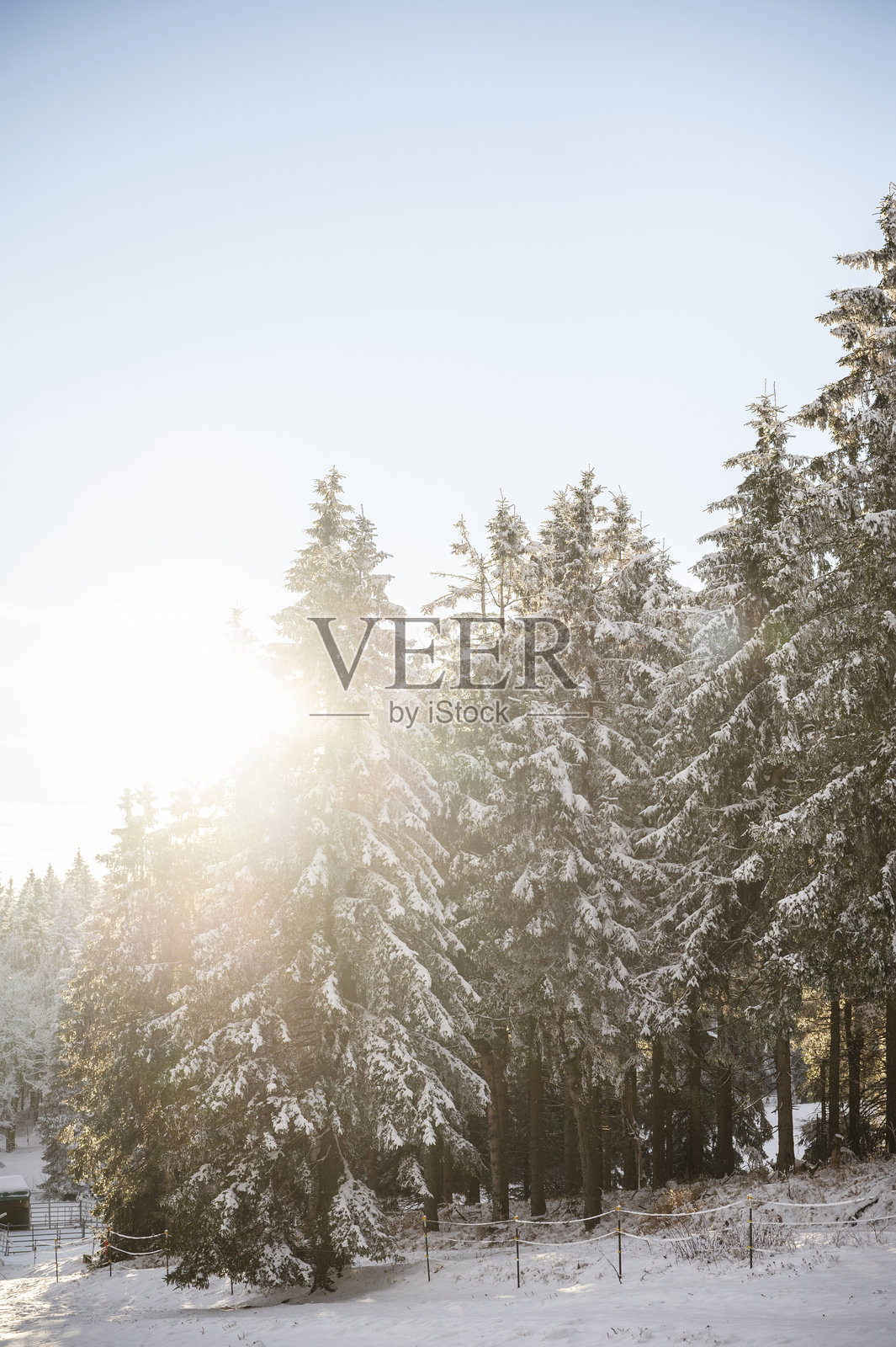 白雪覆盖的美丽森林照片摄影图片