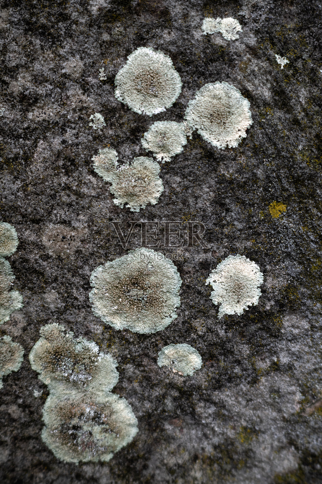 特写：石头上的地衣和苔藓照片摄影图片