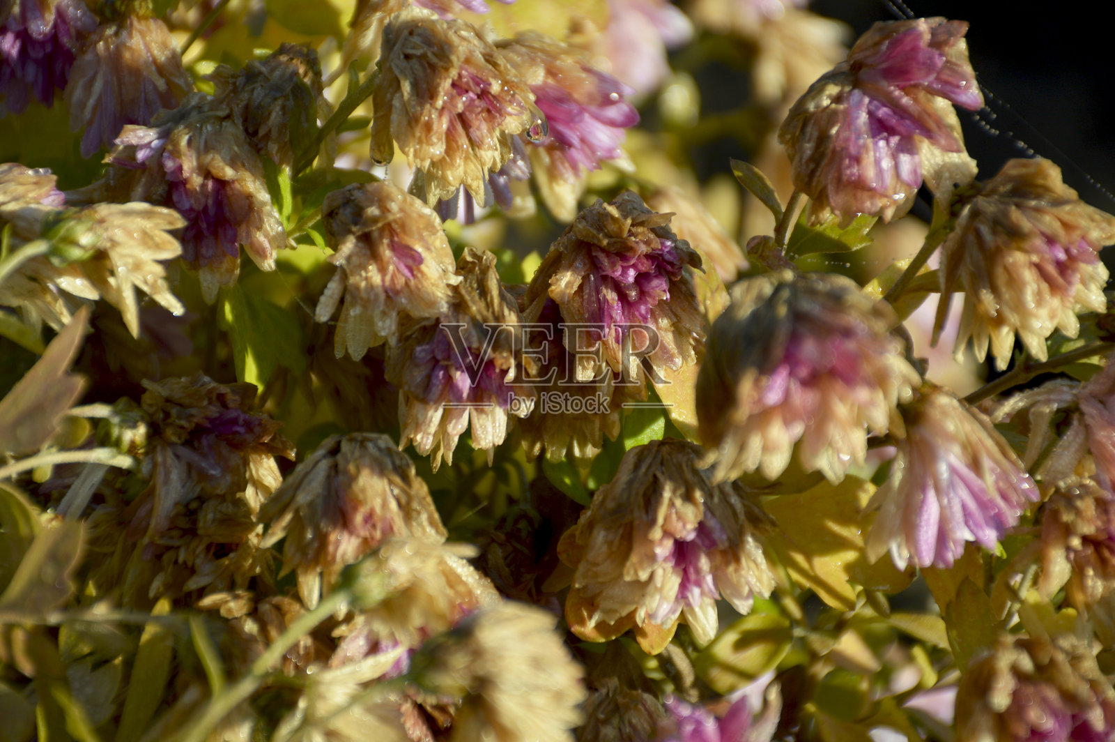 秋天的花朵因初霜而凋零照片摄影图片