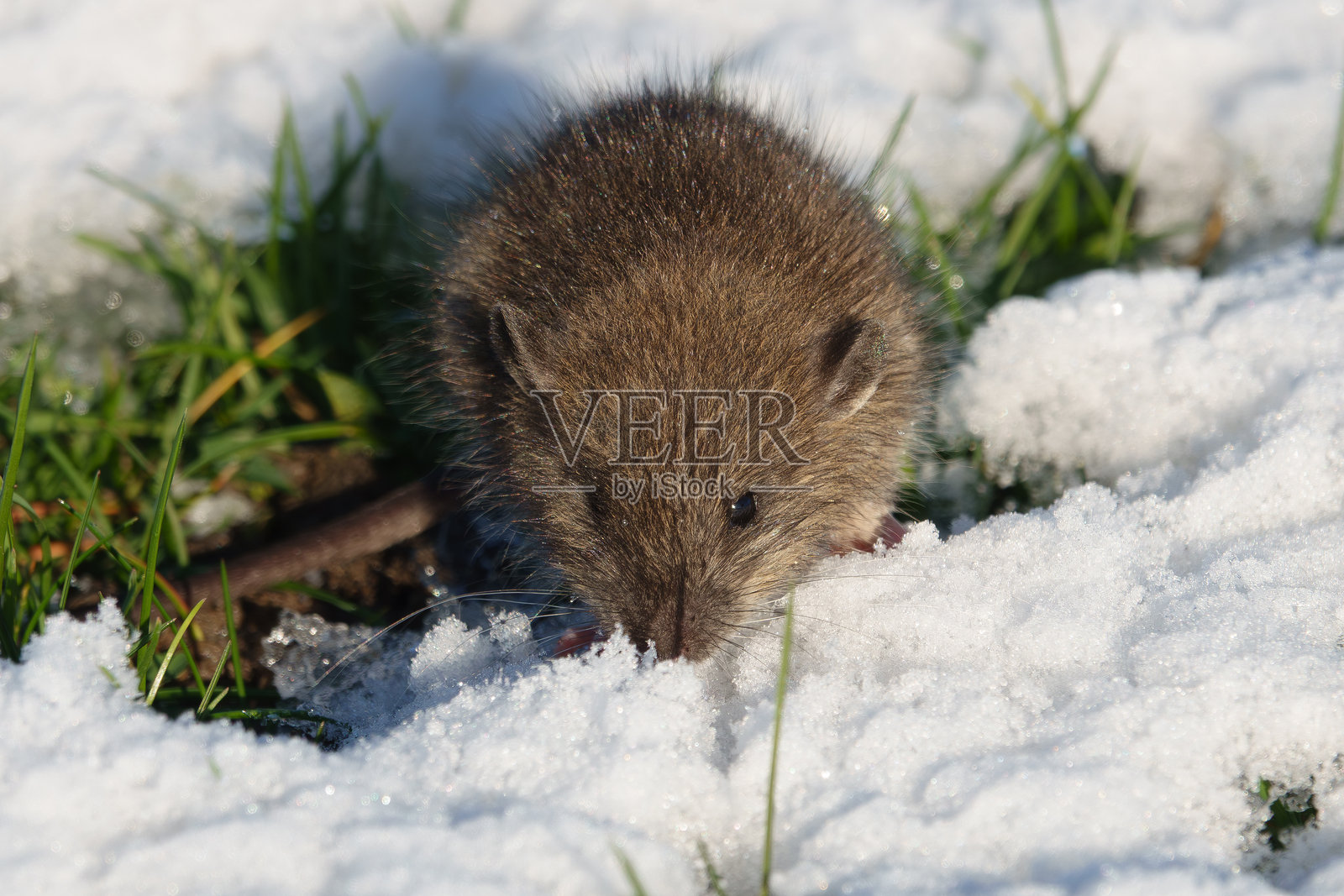 褐家鼠（Rattus norvegicus）幼鼠照片摄影图片