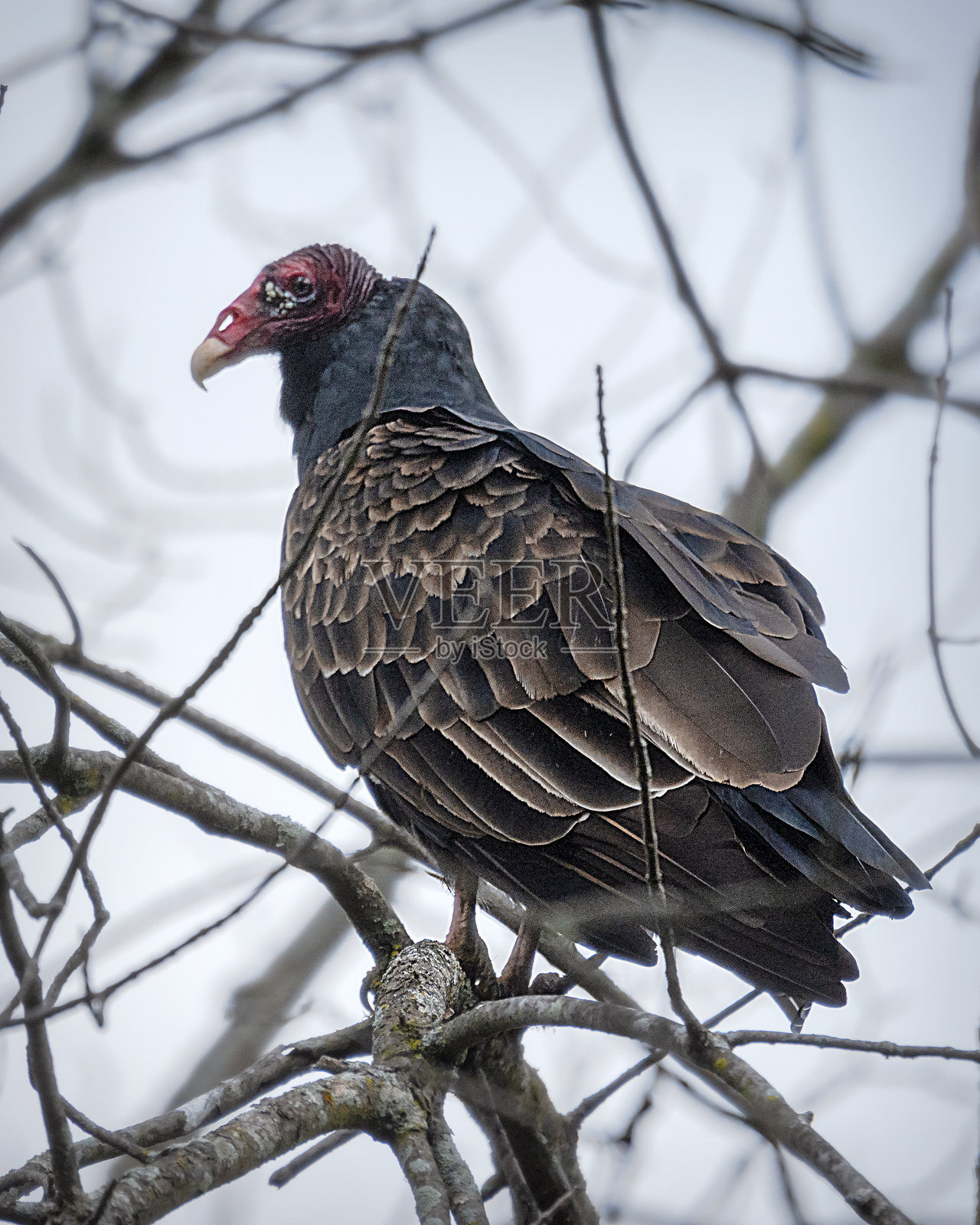 威斯康星州沃基肖县，一只土耳其秃鹫栖息在光秃秃的树枝上，背景是阴沉的冬季天空，画面锐利。照片摄影图片