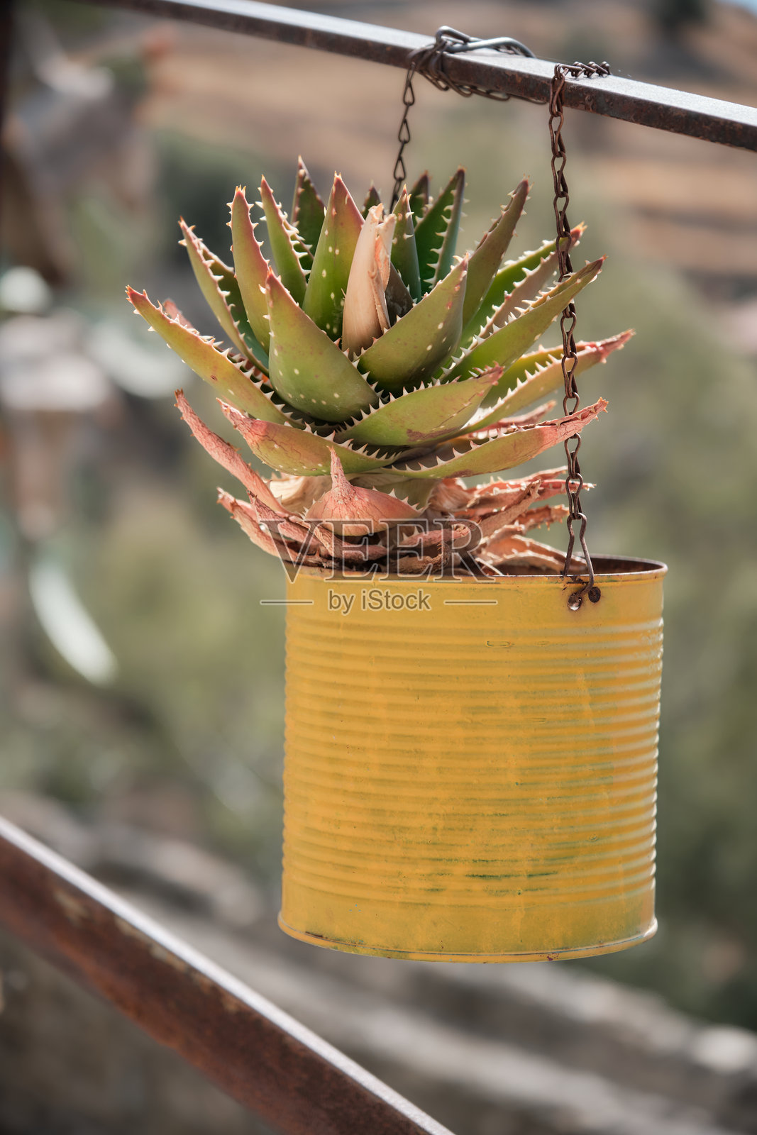 回收的锡罐里的多肉植物照片摄影图片