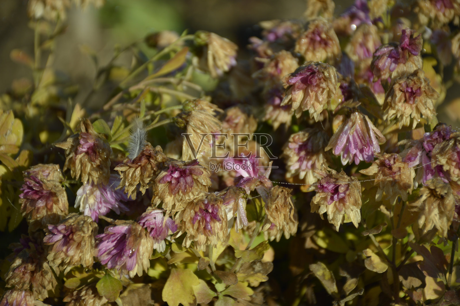 秋日的花朵在初霜中凋零照片摄影图片