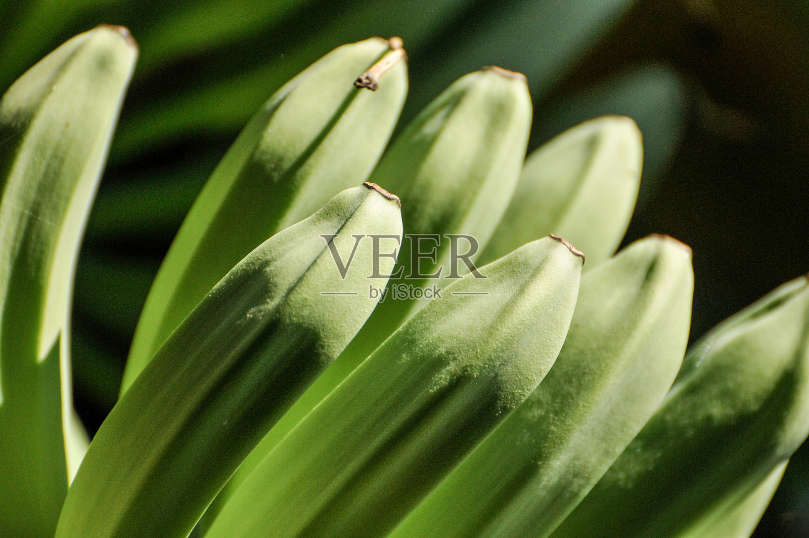 一串未成熟的青香蕉挂在香蕉树的枝干上照片摄影图片