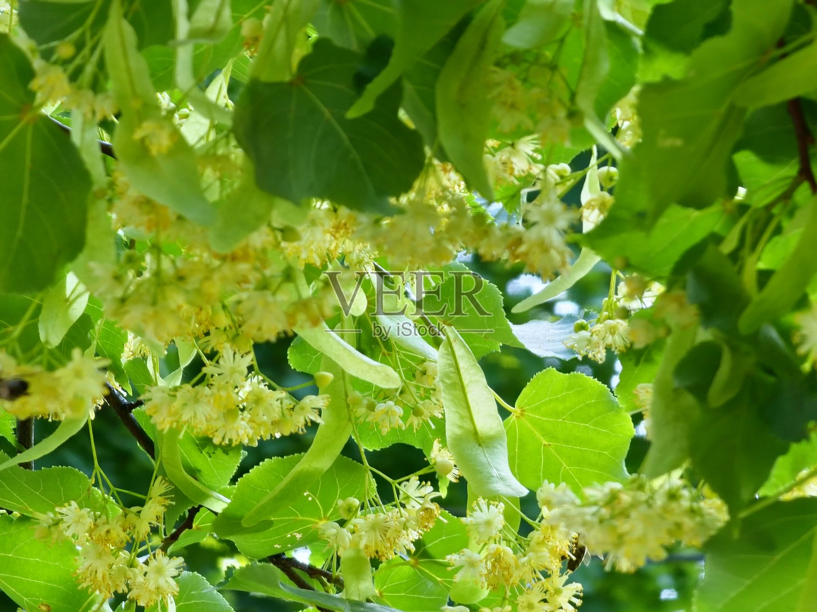 户外椴树枝叶盛开的花朵，特写照片摄影图片