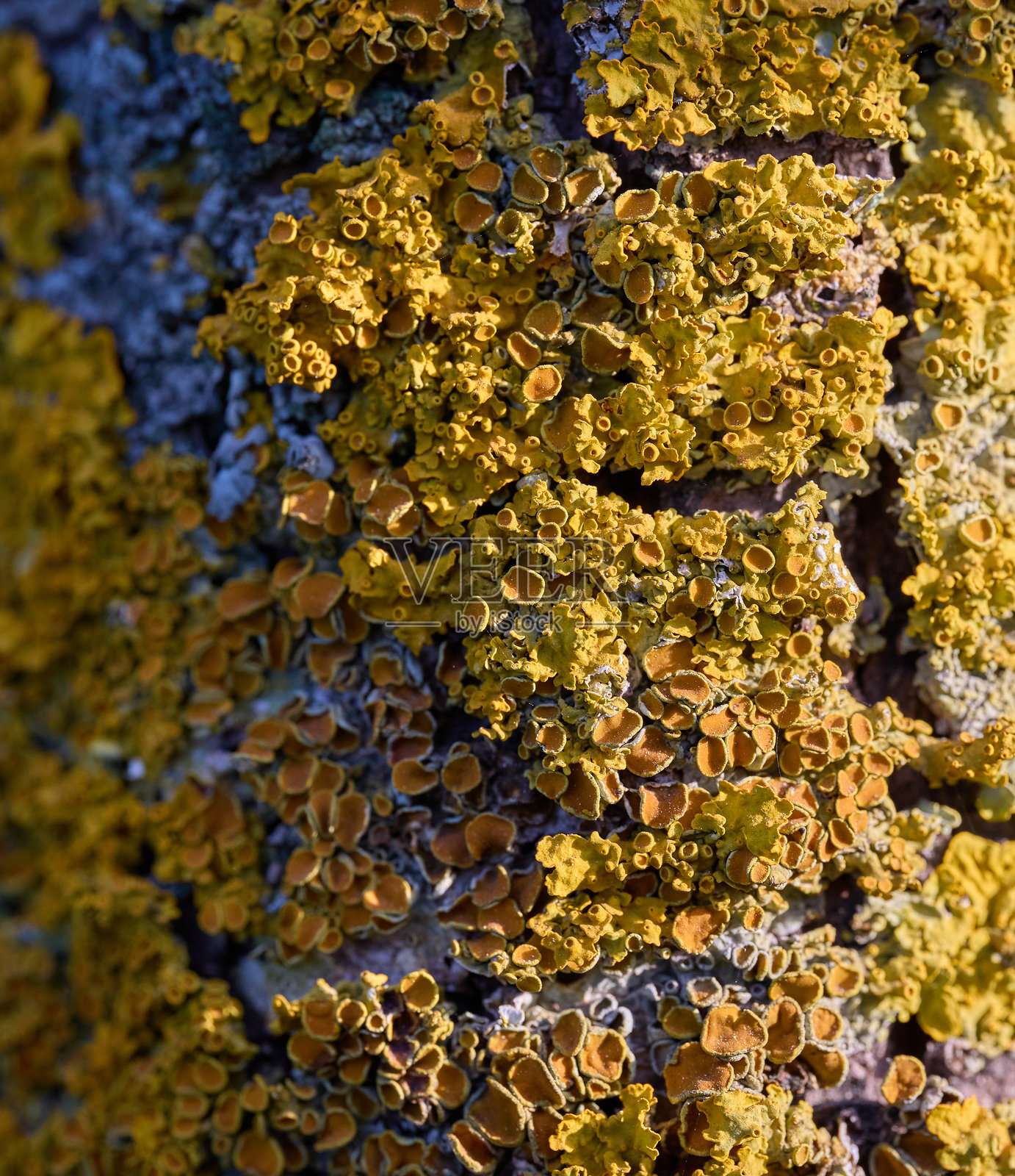 树皮上五彩斑斓地衣的特写照片摄影图片