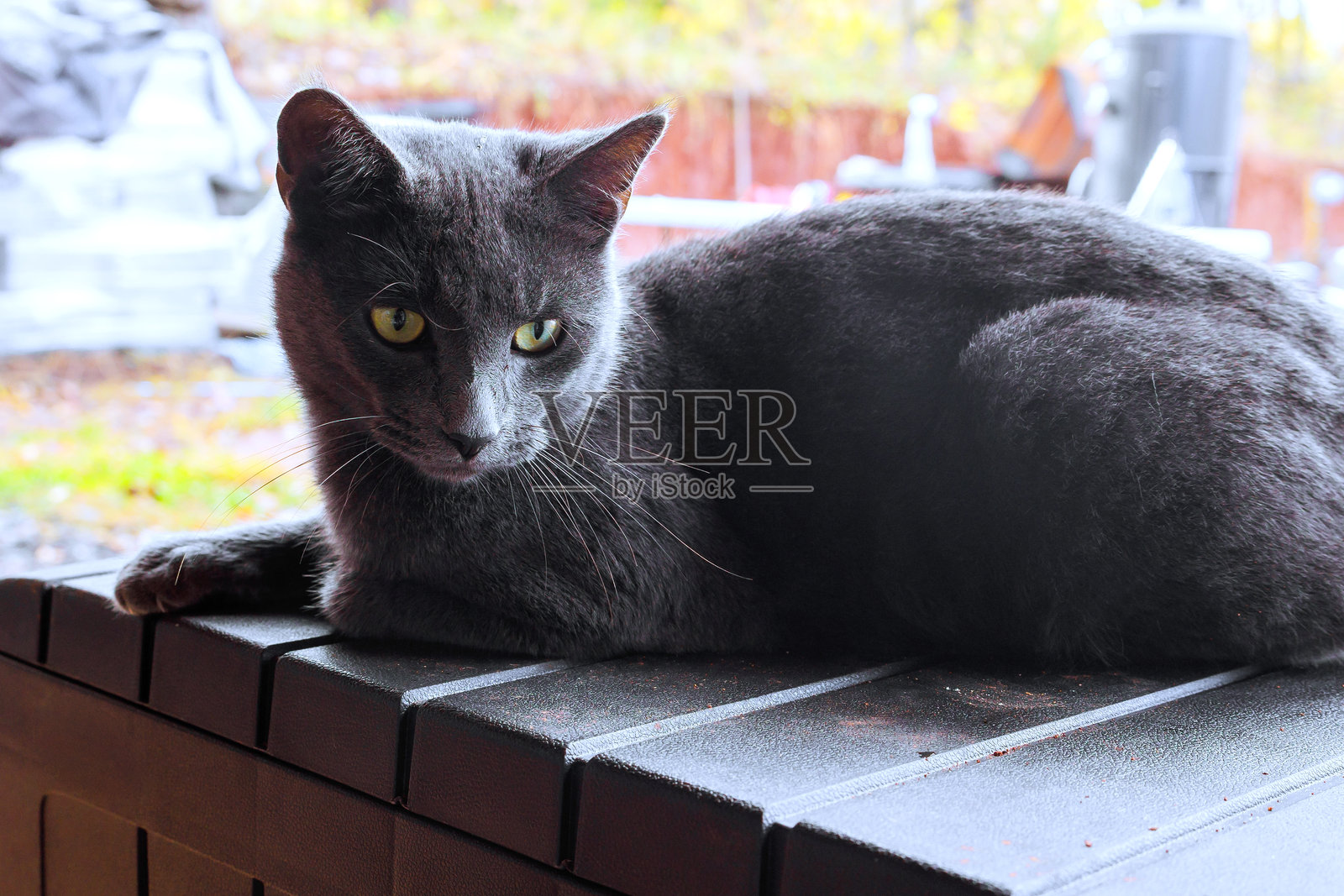 一只灰色的猫在宁静的户外环境中，慵懒地趴在木质表面上照片摄影图片