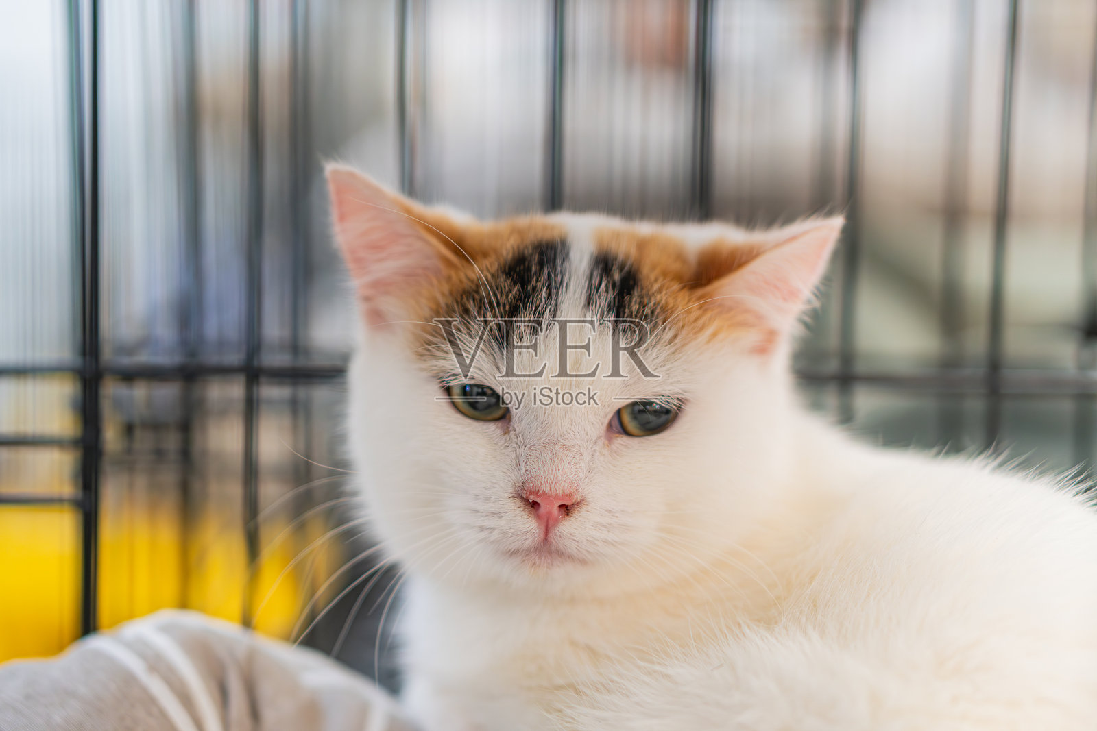 一只白色虎斑猫侧躺在动物收容所的金属围栏里，柔和的光线从上方或侧面打来，采用抓拍式自然摄影风格。照片摄影图片