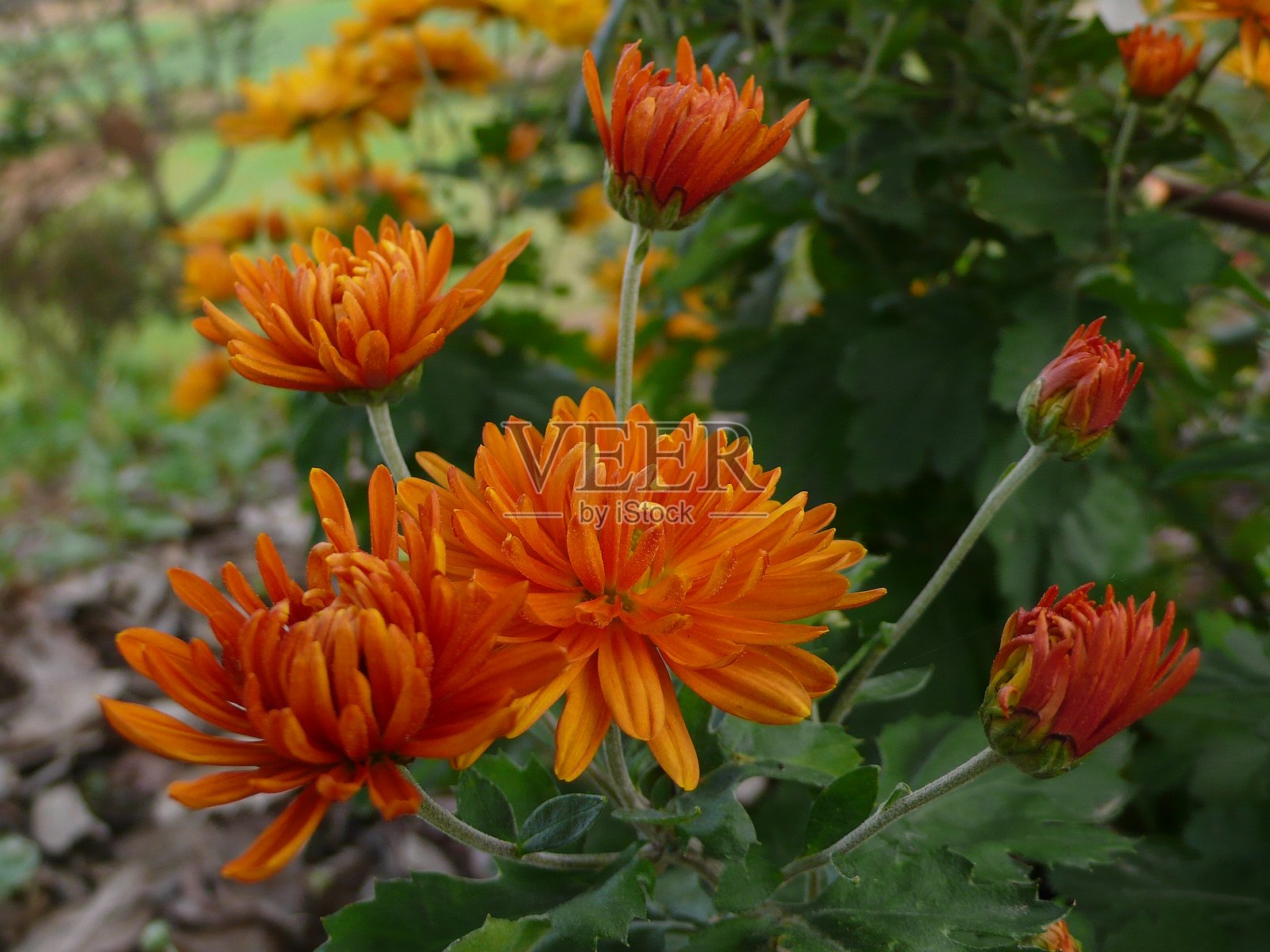 菊花照片摄影图片