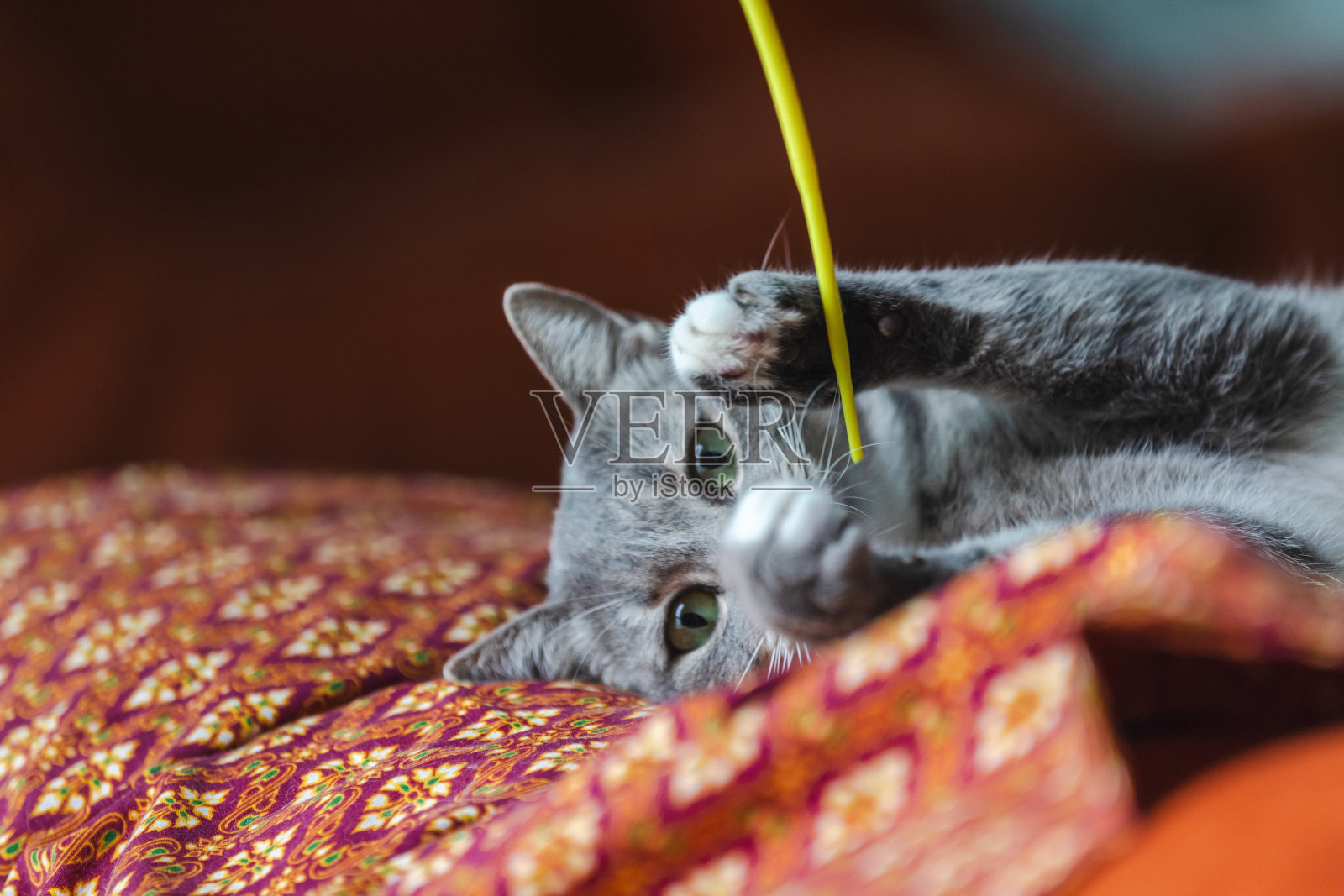 玩耍的家猫在房间里玩耍。照片摄影图片