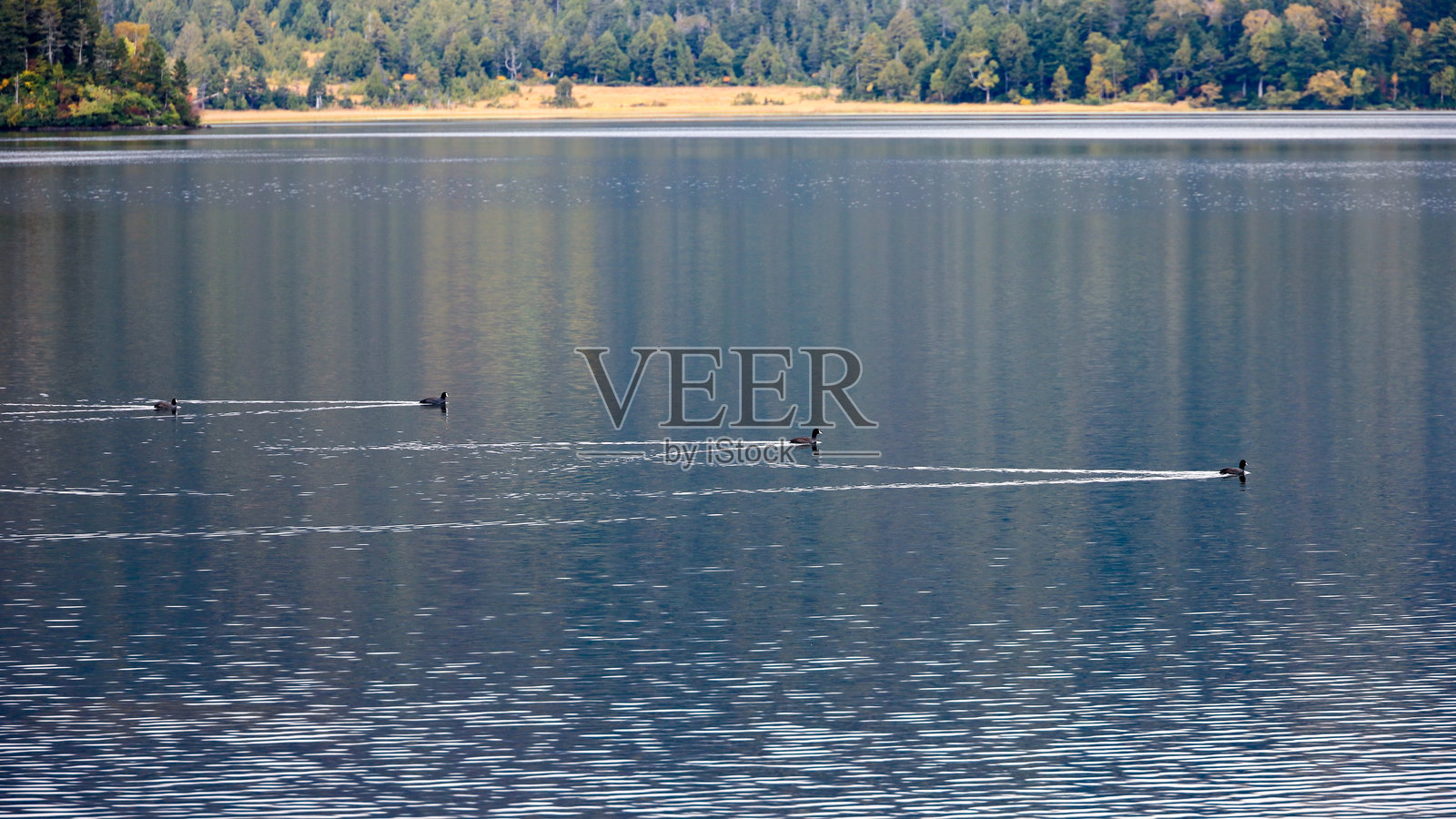 秋季枫叶环绕，漫步于尾濑原和尾濑沼。日本群马县片品村。照片摄影图片