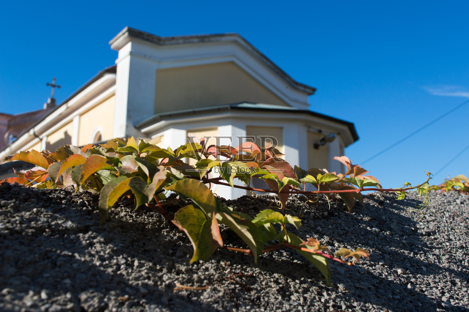 爬墙的弗吉尼亚爬山虎照片摄影图片