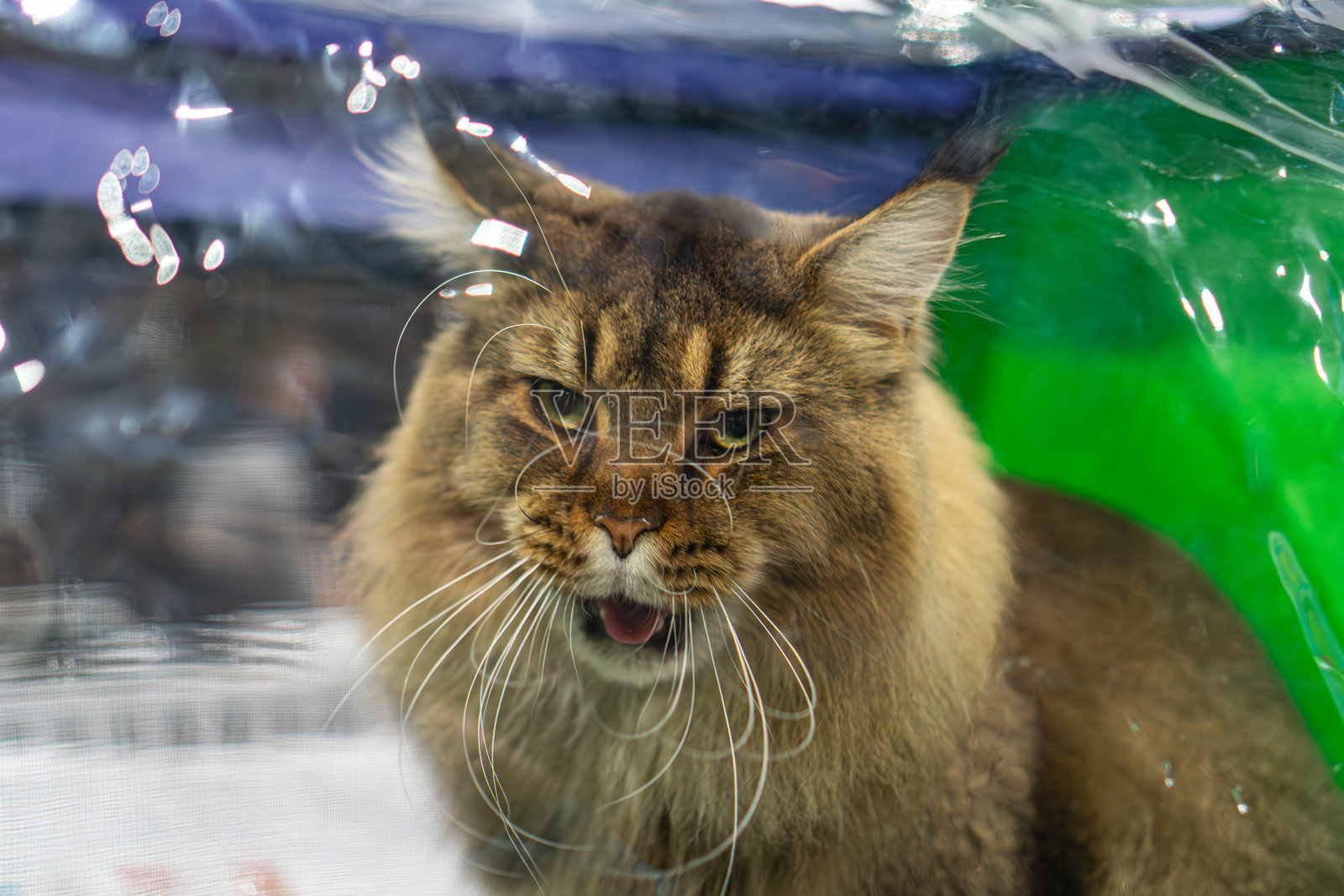 一只缅因猫正在水面游向右方，身体部分浸入水中，背景大部分为中性色调，远景处有一个对比鲜明的绿色物体，自然光线暗示了户外场景照片摄影图片