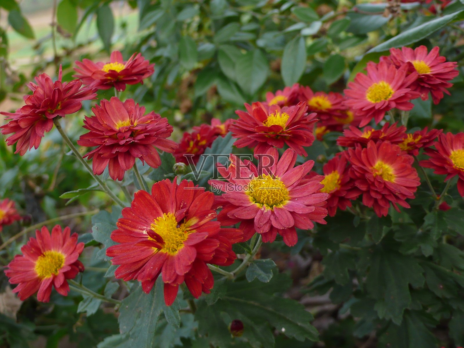 菊花照片摄影图片